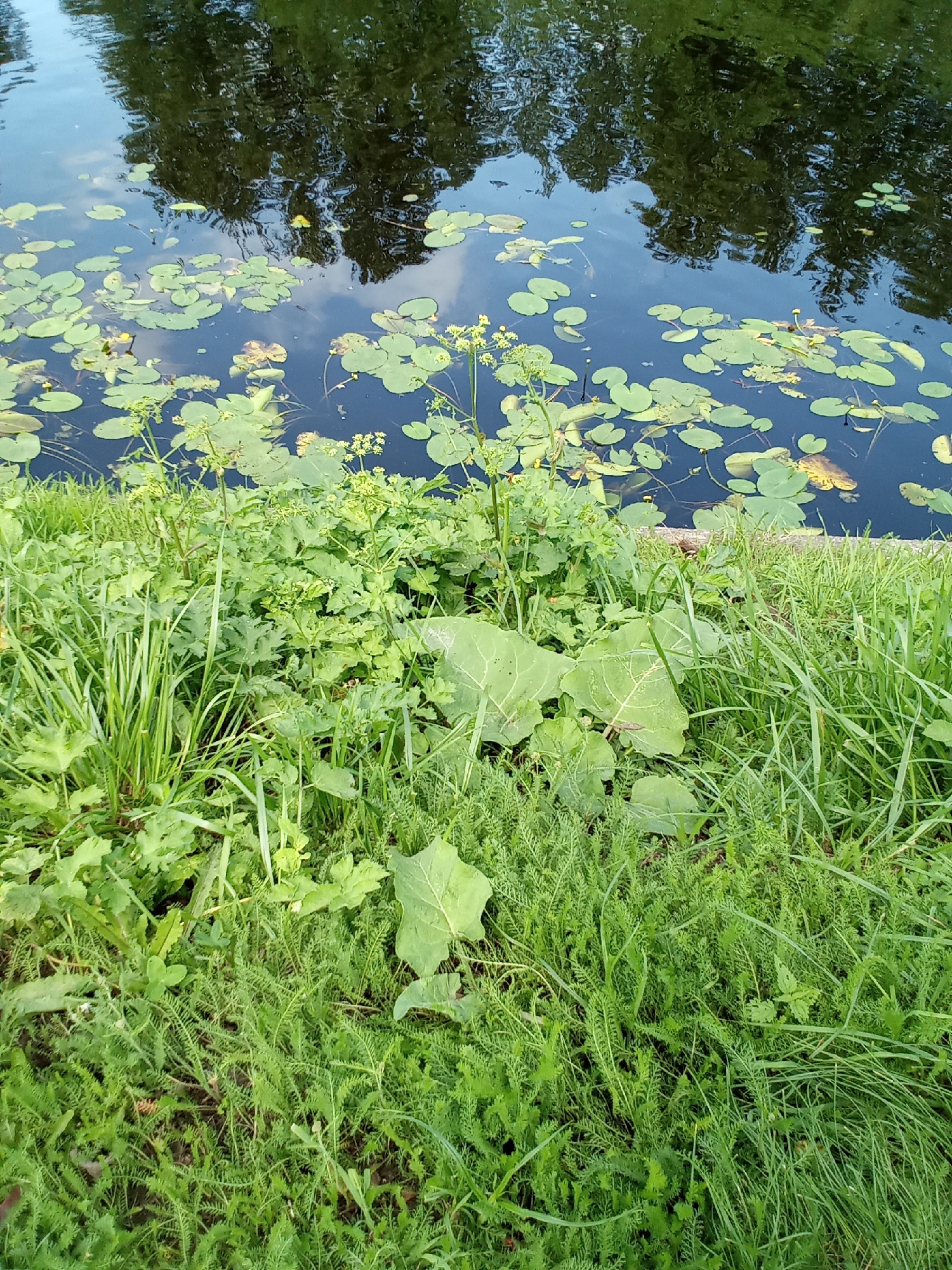 In Belozersk, Russia, a close-up, eye-level shot captures a serene waterscape and its verdant surroundings. The dark water of a pond or lake, reflecting the dappled light of trees and sky, is dotted with numerous green lily pads. Emerging from the water's edge, a dense carpet of lush green grass and leafy plants occupies the foreground. Tall blades of grass and broader leaves create a textured tapestry, hinting at the natural beauty of the Russian landscape. The scene is devoid of human presence, emphasizing the tranquility of the environment.