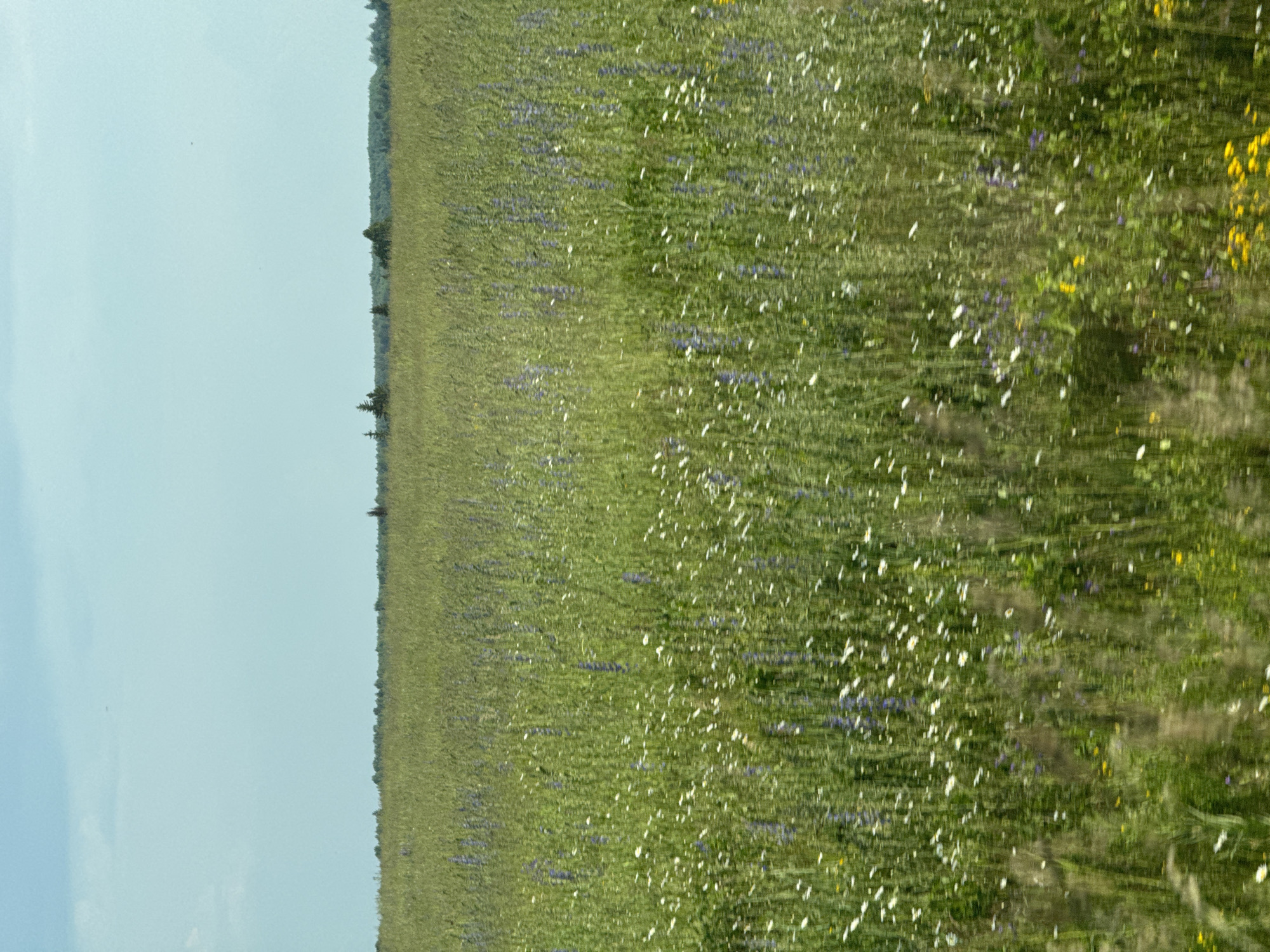 The image depicts a wide, sun-drenched field in the vicinity of Vanki, Russia, dominated by lush green grass and interspersed with numerous wildflowers. The foreground shows a dense arrangement of various green stalks and foliage, with clusters of small white and purple flowers. Yellow wildflowers are visible scattered throughout the lower portion of the field. In the middle ground, the field extends further, with more of the tall green grass and the wildflowers becoming less distinct due to distance and motion blur. The background features a treeline along the horizon, with some darker green trees and a lighter sky above. The overall impression is that of a natural, undeveloped landscape.