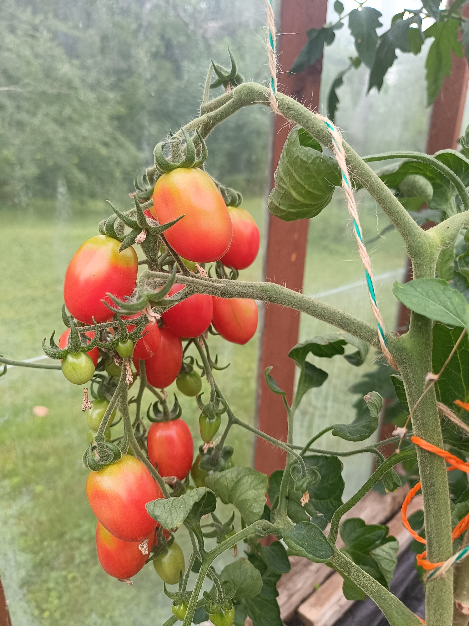 A close-up, eye-level shot captures a cluster of ripening cherry tomatoes growing on a vine within a greenhouse. The tomatoes, a mix of green and red, are plump and oblong, some showing a gradient of color from yellow-green to a deep red. They are attached to a thick, fuzzy green stem that is supported by twine. The background is blurred, revealing the hazy green of foliage and the brown wooden structure of the greenhouse. This scene is located in Tebras, Latvia.