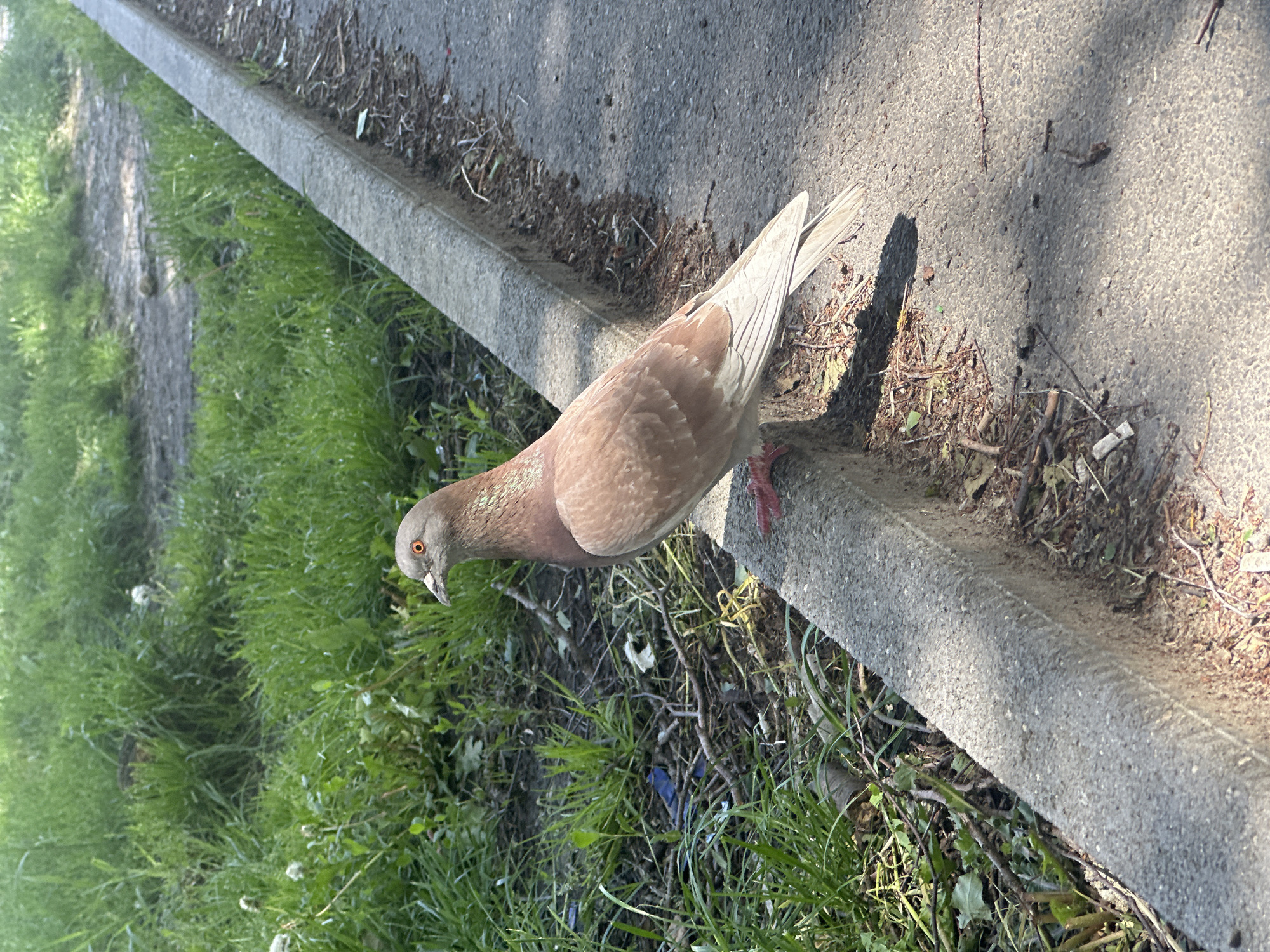 A pigeon stands on a concrete curb separating a patch of grass from a paved walkway or road. The pigeon is light brown with grey head and a pale beige tail. The grass is green and interspersed with small white flowers and dry twigs. The pavement is light grey. The scene appears to be outdoors in daylight. There is no evidence to confirm the location is Stavropol, Russia.