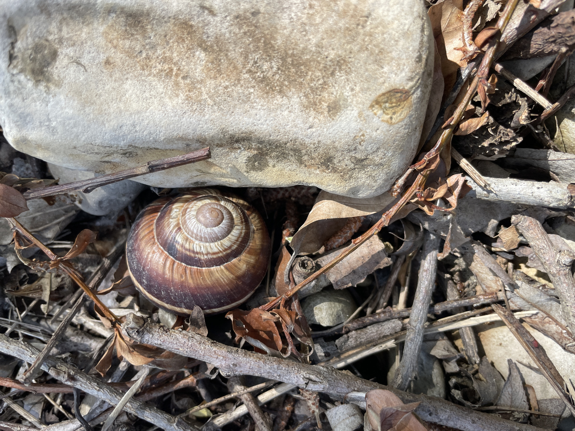 The image shows a close-up view of a snail shell resting on a bed of dry leaves, twigs, and debris. The shell is located under a light-colored rock. The background is a mix of light and shadows, suggesting an outdoor setting. The specific location in Olginka, Russia, cannot be determined from the image alone. No people, actions, or interactions are visible in the image.