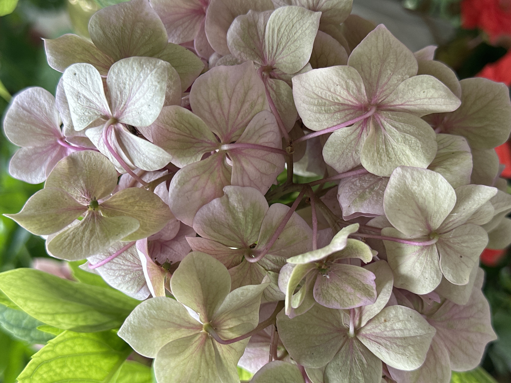 A close-up, vertical, eye-level shot shows a cluster of pale pink and green hydrangea flowers. The flowers have delicate, veined petals that form a cup shape. The stems are thin and pink. In the upper left corner, bright green leaves are visible, out of focus. The background is softly blurred, with hints of green foliage and a touch of red in the lower right corner. The image appears to be a photograph taken outdoors. There is no indication of the city of Yessentuki, Russia, or any people or specific actions.