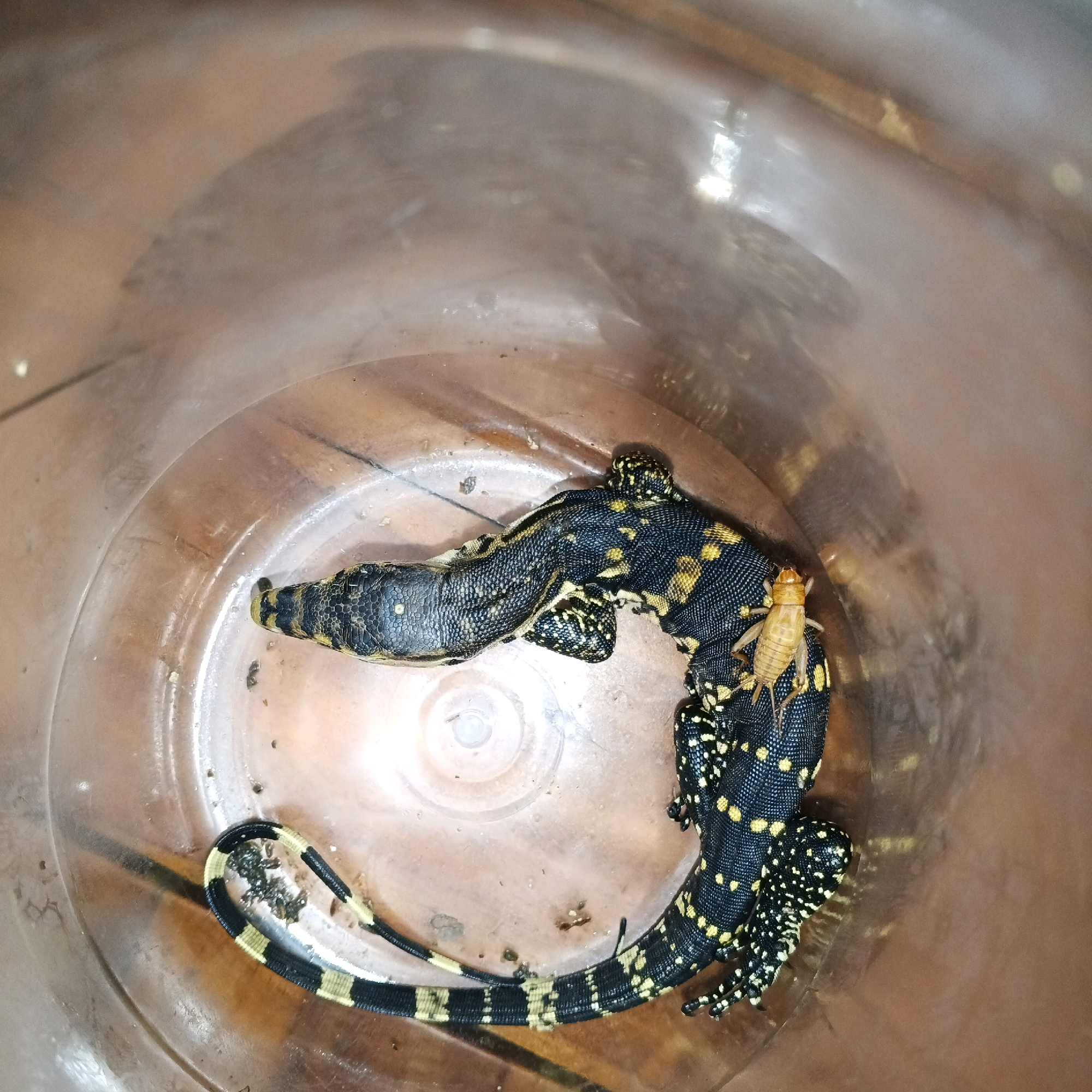 In Mewek, Indonesia, a clear plastic container holds two black and yellow spotted lizards and a light brown cricket. The lizards are curled together, with one appearing to be on top of the other. One lizard's head is visible in the upper left of the frame, and its body curves down and to the right. The other lizard is positioned beneath it, with its head facing towards the cricket, which is situated on the back of the upper lizard. The container's interior is visible, showing a reddish-brown hue. The lighting is overhead, creating reflections on the plastic surface.