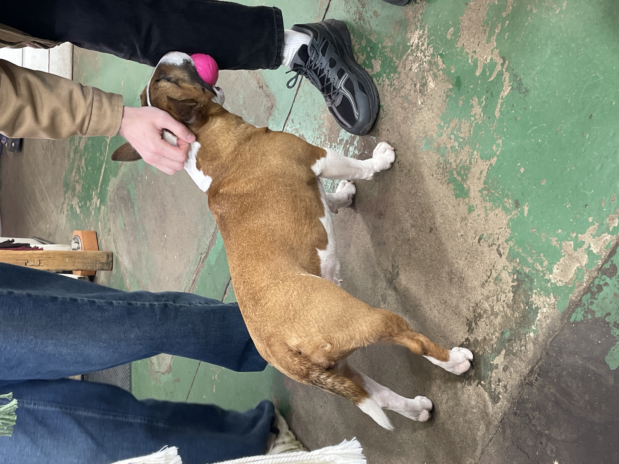 An indoor scene shows a light brown and white dog interacting with two people. The dog, with short fur, has prominent white markings on its face, chest, and paws. A bright pink ball is visible near the dog's mouth/nose.
One person, wearing black pants, white socks, and dark grey athletic shoes, stands to the dog's right (viewer's left). Another person, wearing blue jeans and a light brown or tan jacket, is seen with their arm outstretched, gently petting or holding the dog's head/neck area with their right hand. The dog is looking upwards towards this person's hand and the pink ball, appearing engaged.
The setting is an indoor space with a worn concrete floor. Sections of the floor are covered in peeling green paint, revealing the grey concrete and dirt stains underneath. A wooden structure is partially visible in the background, along with what appears to be a white rope or fringe near the bottom of the frame. No discernible text is visible in the image.