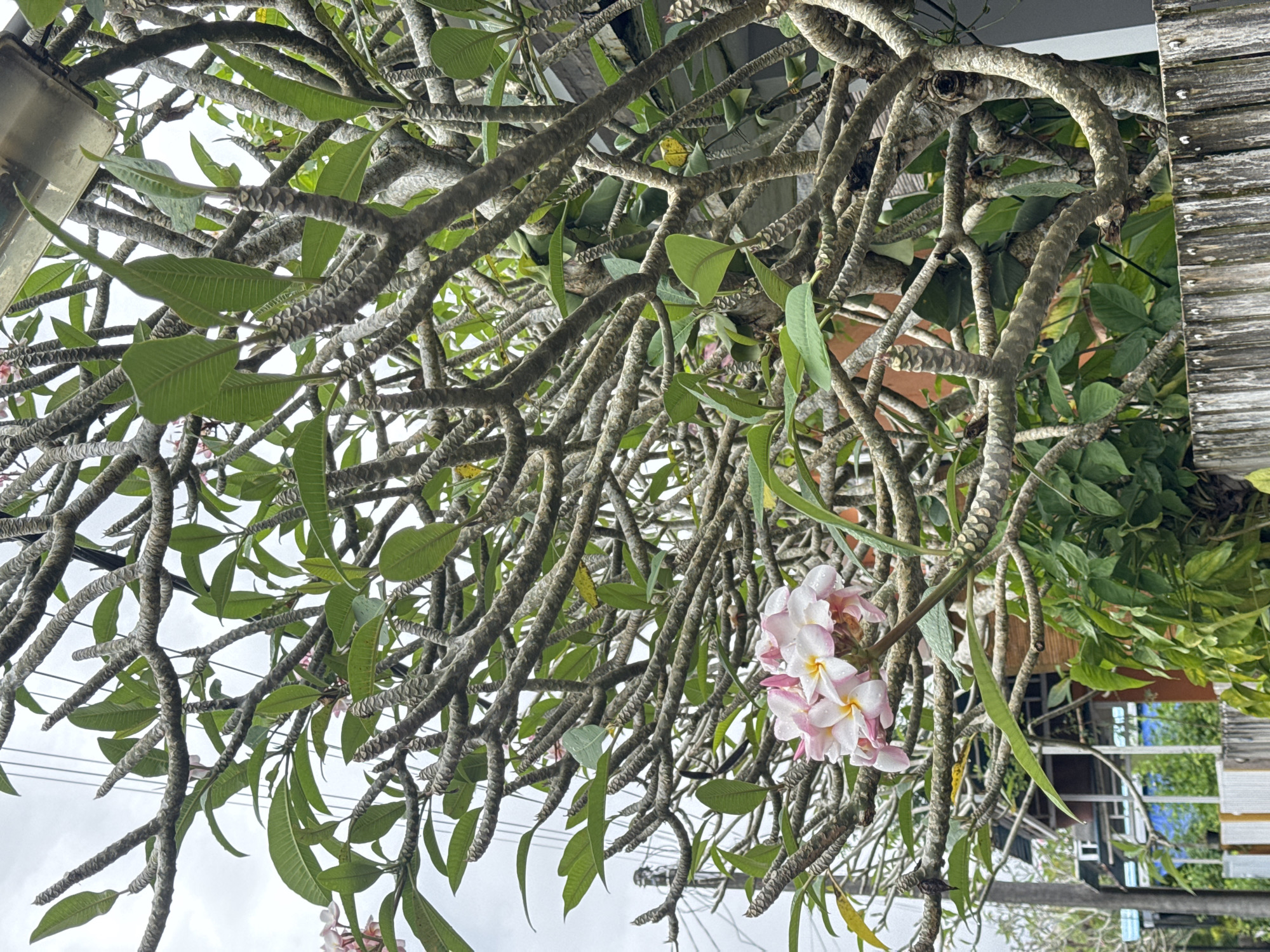 The image depicts a plumeria tree with pink and white flowers, observed from a low angle. The tree's branches are thick and textured, bearing clusters of green leaves. A portion of a building or structure is visible on the right side of the frame, exhibiting weathered wooden planks. The sky is overcast, suggesting a cloudy day. The location appears to be an urban environment, as indicated by the presence of a building.