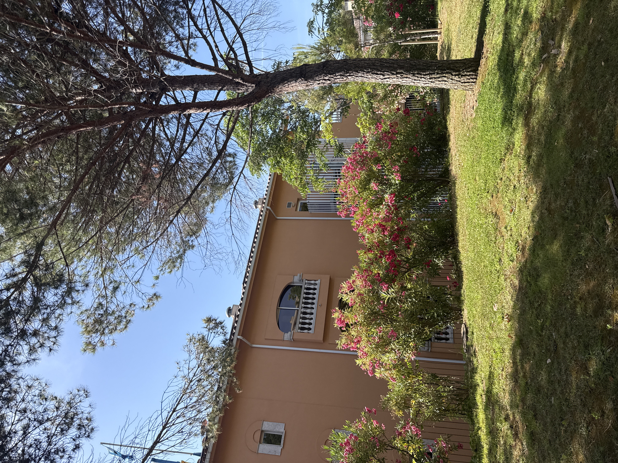 The image depicts a residential building in Sant Feliu de Guíxols, Spain. The building, painted in a warm peach color, features an arched balcony with a white balustrade on the second floor, above a row of flowering pink oleander bushes. To the left, a smaller arched window with a louvered shutter is visible. The foreground is a grassy lawn, dappled with shadows from a large pine tree on the right side of the frame. The sky is clear and blue. The scene is devoid of people or any apparent activity.