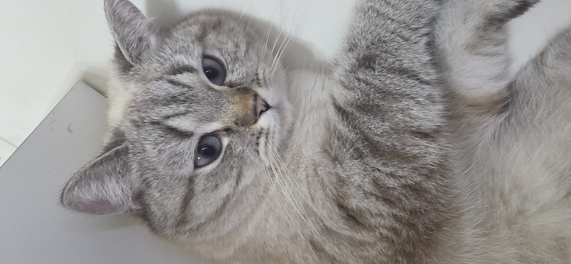 A close-up, overhead shot shows a domestic cat lying on its side. The cat has light gray fur with darker tabby markings and striking blue eyes. Its head is tilted, and it appears to be looking directly at the camera. The cat's paws are visible, one tucked underneath its body and the other extended. The background is a plain, light-colored surface, possibly a floor or table, with a vertical, light gray object to the right, suggesting an indoor setting. No specific location in Sumgayit, Azerbaijan is discernible from the image.