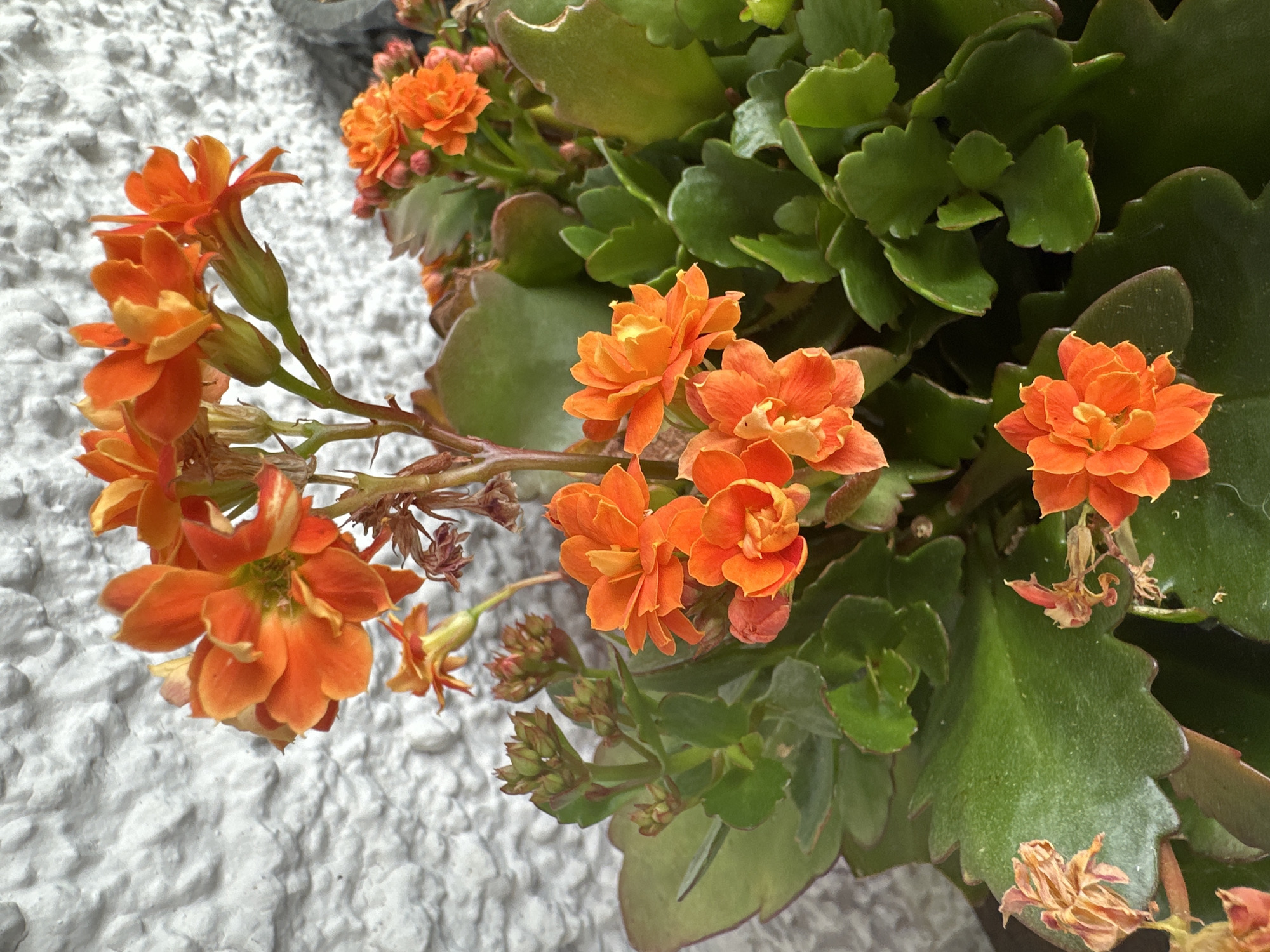 A close-up, eye-level, outdoor photograph captures a cluster of vibrant orange Kalanchoe flowers in bloom against a textured, light-colored wall. The flowers are the primary subject, with their delicate, layered petals and bright, cheerful hue dominating the frame. Several buds, still green and tightly closed, are also visible amongst the open blossoms, suggesting the plant is in its prime flowering stage. The thick, succulent green leaves of the plant form a lush backdrop, their serrated edges adding a textural contrast to the soft petals. Some dried, brown flower remnants are scattered amongst the foliage, indicating the natural cycle of the plant. The overall impression is one of natural beauty and growth, with the vibrant orange flowers providing a striking focal point. The setting appears to be a garden or balcony in Bad Endorf, Germany, where the textured wall suggests an outdoor architectural element. There are no people or animals present in the image.