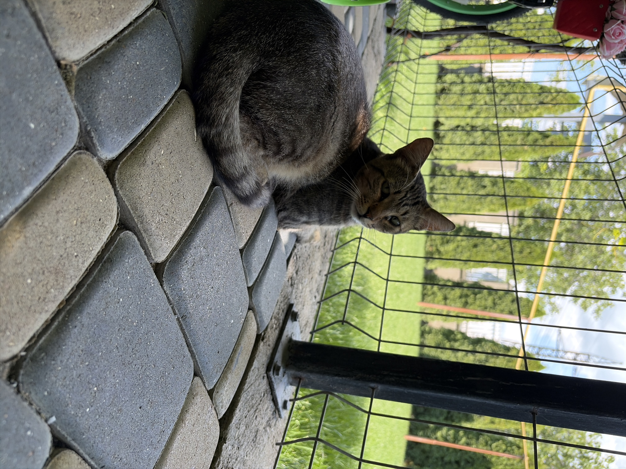 A tabby cat is resting on a patio made of interlocking pavers in a backyard. The cat is facing right, with its body curled on the ground. Behind the cat, a wire fence separates the patio from a well-maintained lawn with rows of manicured trees. A black metal pole, part of a structure, is visible on the right side of the frame, bolted to a concrete base. In the upper left corner, a red planter with pink flowers and part of a bicycle wheel can be seen. The sky is blue with some clouds, and a transmission tower is visible in the distance through the fence. The scene appears to be a peaceful domestic setting.