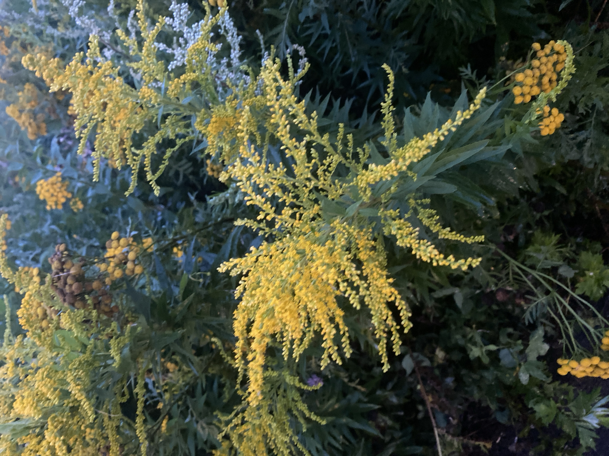 In Misaylovo, Russia, this image captures a close-up view of a cluster of wild plants with delicate yellow and white flowers. The dominant yellow flowers are clustered in feathery plumes, characteristic of goldenrod, while smaller white florets are interspersed among them. The foliage is a deep green, providing a lush backdrop to the blooms. The overall impression is one of natural, untamed growth, possibly in a meadow or woodland edge. There are no people or man-made objects visible in the frame.