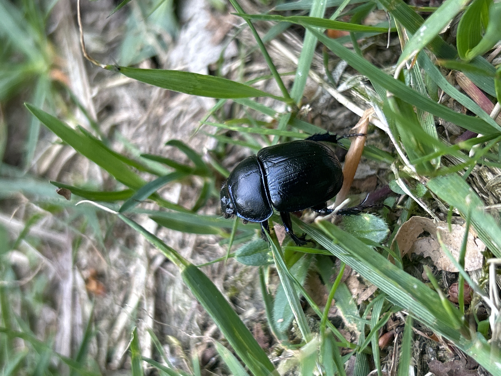 A black beetle, possibly a dung beetle, is situated on a patch of green grass. The grass is interspersed with dried leaves and twigs, suggesting a natural outdoor setting. The location is not specified as Waćmierek, Poland, and no specific indicators are present to suggest this location.