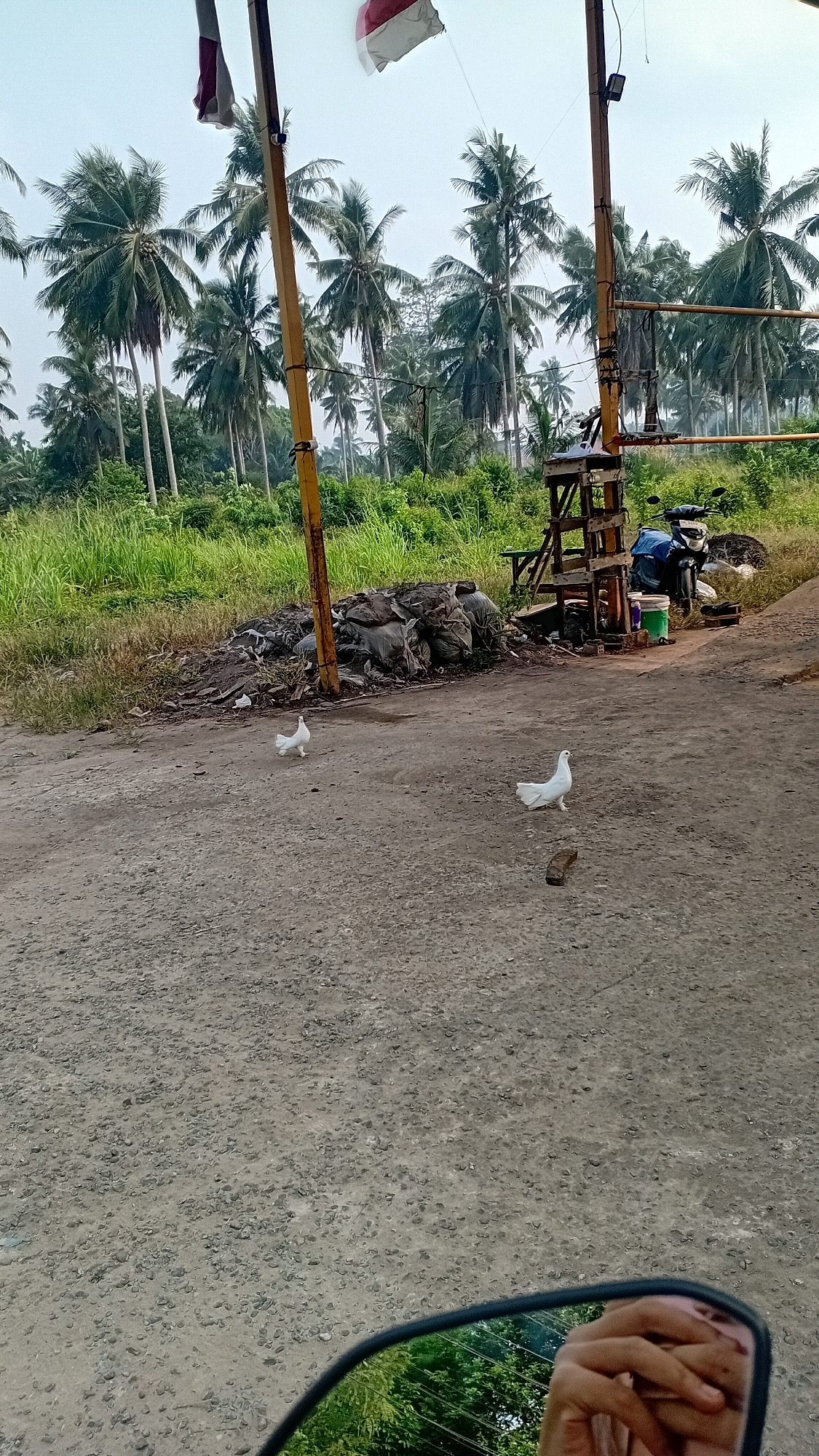 In the city of Kasang Pudak, Indonesia, an outdoor scene unfolds with a dirt and gravel ground in the foreground, reflecting a person's hand and part of their face in a mirror. Two white pigeons are present, one standing near a pile of black garbage bags and debris, and the other further to the left. In the mid-ground, a motorcycle is parked near a wooden structure. The background features a dense growth of tall palm trees and lush green vegetation under a hazy sky, with two Indonesian flags fluttering from poles on the left and right.