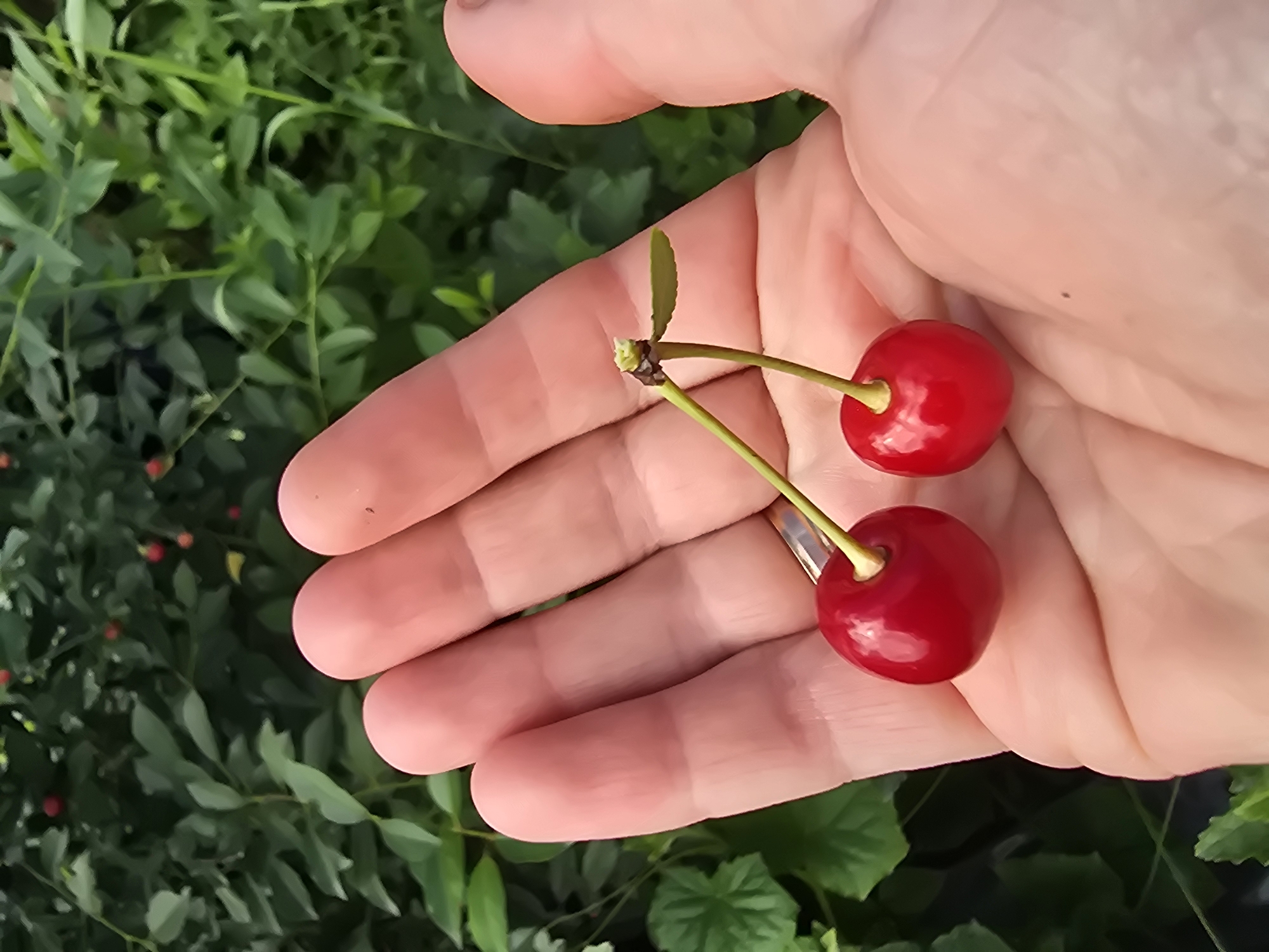 A close-up, vertical, eye-level shot shows a pair of bright red cherries held in the palm of a fair-skinned hand. The cherries are connected by a single stem and have a glistening surface. A thin, silver ring is visible on the ring finger. The background is softly blurred, revealing lush green foliage, suggesting an outdoor setting, possibly a garden or orchard. The image does not contain information that would allow for precise location identification in Ермолаево, Russia.