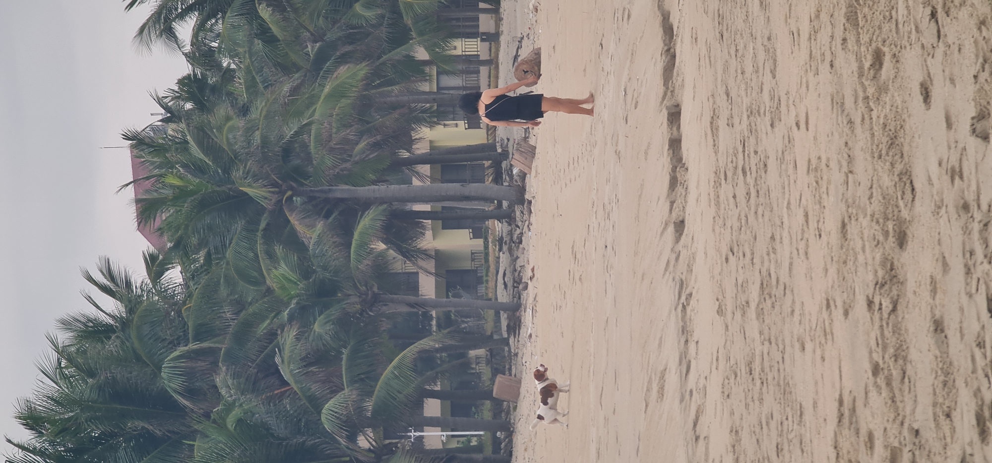 This image depicts a serene beach scene in Đà Nẵng, Vietnam, under an overcast sky. The primary subjects are a person and a small dog on the sandy shore.
A person, appearing to be a woman, is seen from behind, standing barefoot on the sand, dressed in a black sleeveless dress. She is positioned on the left side of the frame, looking towards the distant horizon. Beside her, closer to the foreground, a small dog with distinctive white and brown patches stands on the sand, also looking in the same direction.
The background is characterized by a dense line of tall palm trees, their green fronds contrasting with the muted tones of the sky and sand. Partially visible behind these palm trees are light-colored buildings, likely part of a beachfront resort or hotel, with balconies visible on their upper levels.
The scene captures a calm and leisurely moment on the beach. The sand shows ripples and slight indentations, suggesting natural contours or footprints. A piece of driftwood or a log rests on the sand near the person, and a smaller wooden item is near the dog. The overcast sky indicates diffused lighting, creating a soft and peaceful ambiance without harsh shadows. No text is visible in the image.