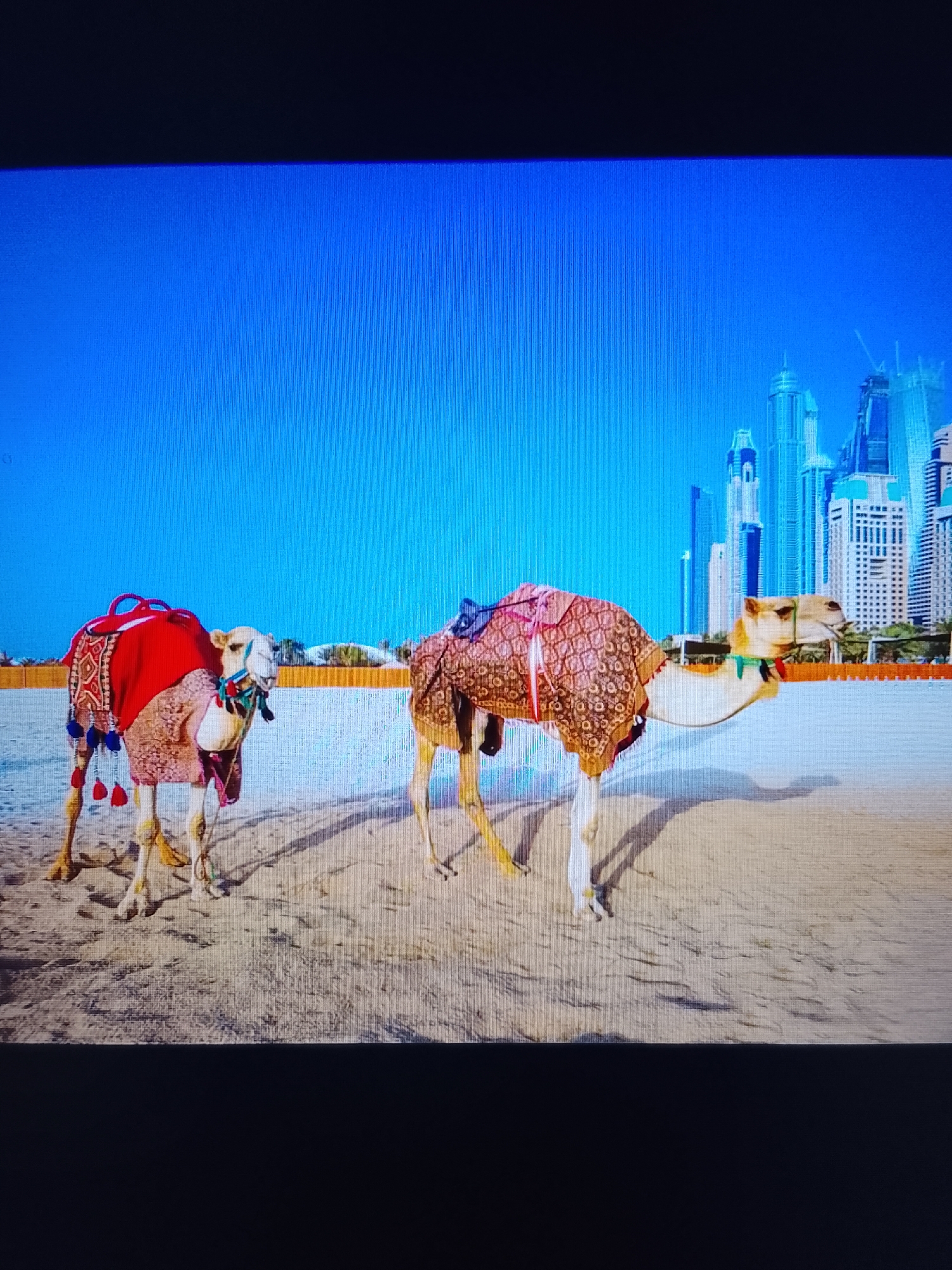 In an outdoor scene with a bright blue sky and sand in the foreground, two camels are standing. The camel on the left is adorned with a red blanket over its back and decorative tassels. The camel on the right is covered with a patterned blanket and is wearing a green halter. In the background, a cityscape with numerous tall buildings is visible. The image appears to be captured on a sunny day, with shadows cast on the sand.