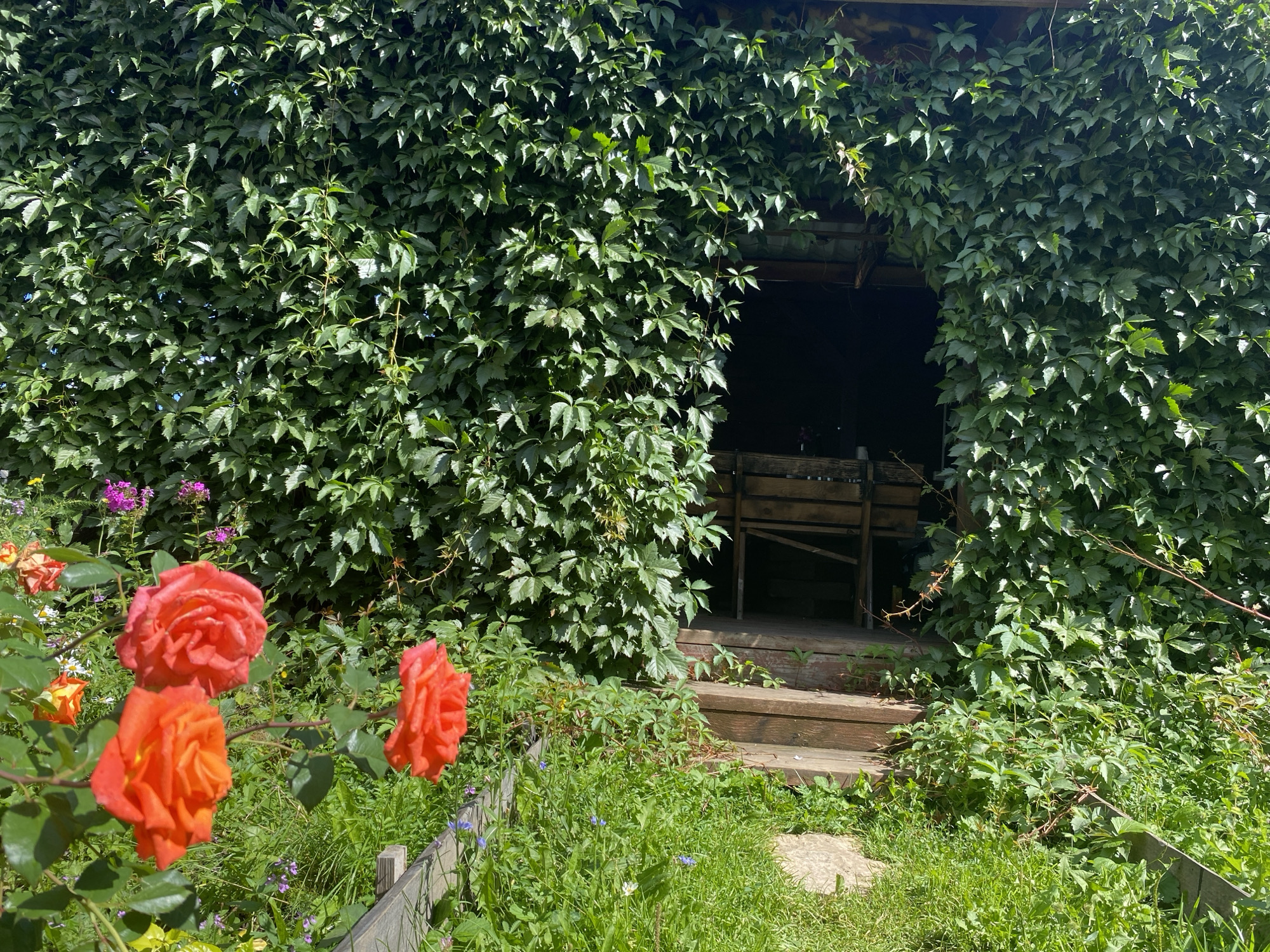 In the city of Abysovo, Russia, a vibrant garden scene unfolds. The foreground is dominated by lush green grass, dotted with small purple and white wildflowers. A wooden fence, partially visible on the left and right, demarcates a pathway. Three bright orange-red roses are in full bloom on the left side of the image, with their petals catching the sunlight.
Behind the flowers, a structure with wooden steps leads up to an opening. This opening is covered by a dense curtain of dark green ivy, which also drapes over the sides and top of the structure, creating a natural, verdant archway. Within the shadowed interior of the structure, wooden furniture, possibly chairs and a table, can be discerned. The overall atmosphere is one of a peaceful, overgrown garden, bathed in bright, natural light.