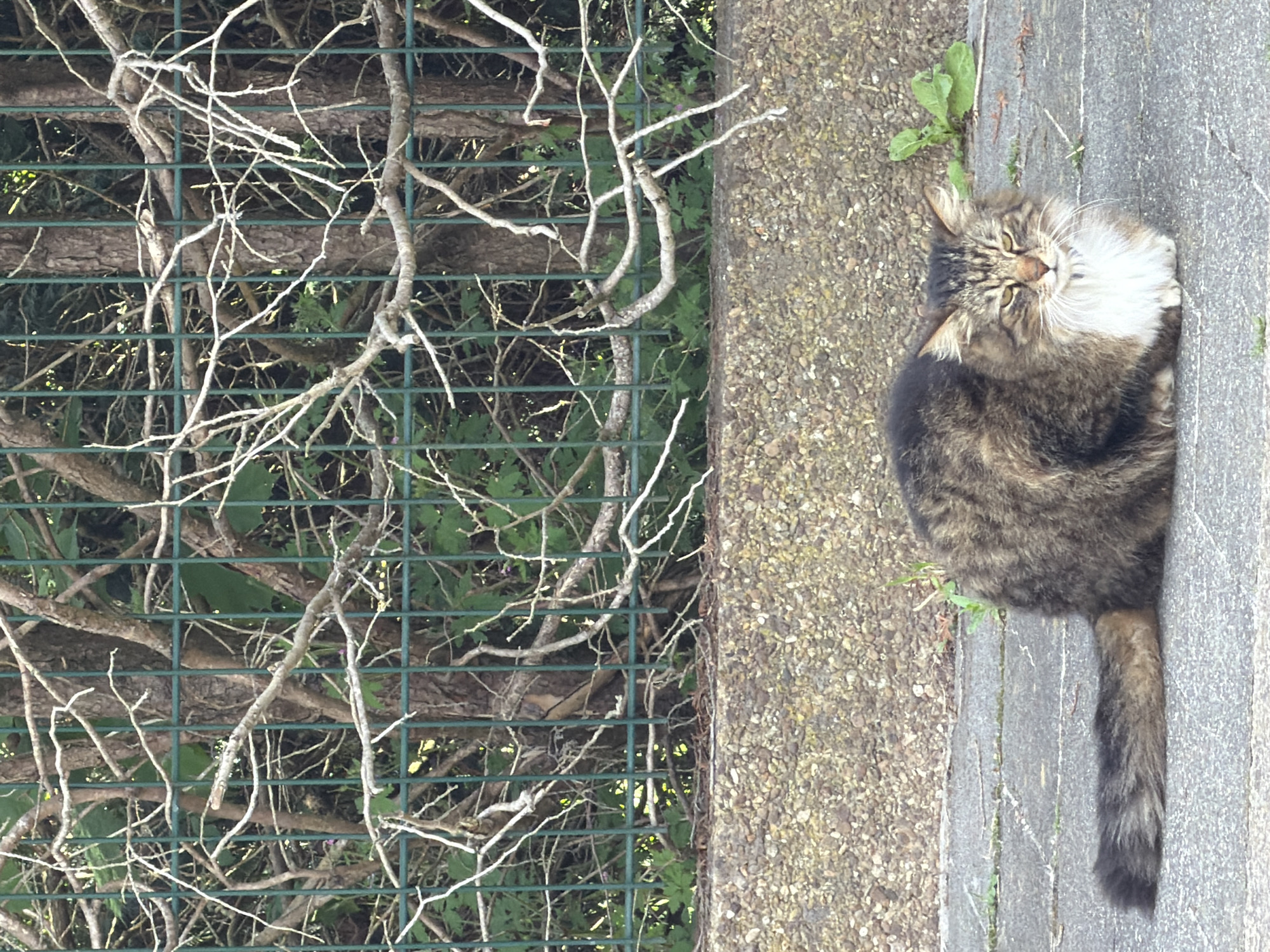 A medium-sized, long-haired, brown tabby cat with a white chest sits on a concrete sidewalk. The cat is positioned vertically in the frame, facing toward the upper left with its tail extended downward. A concrete wall borders the sidewalk on the left. Behind the wall is a green metal fence covered in climbing vines and bare branches. The location is Esch-sur-Alzette, Luxembourg.