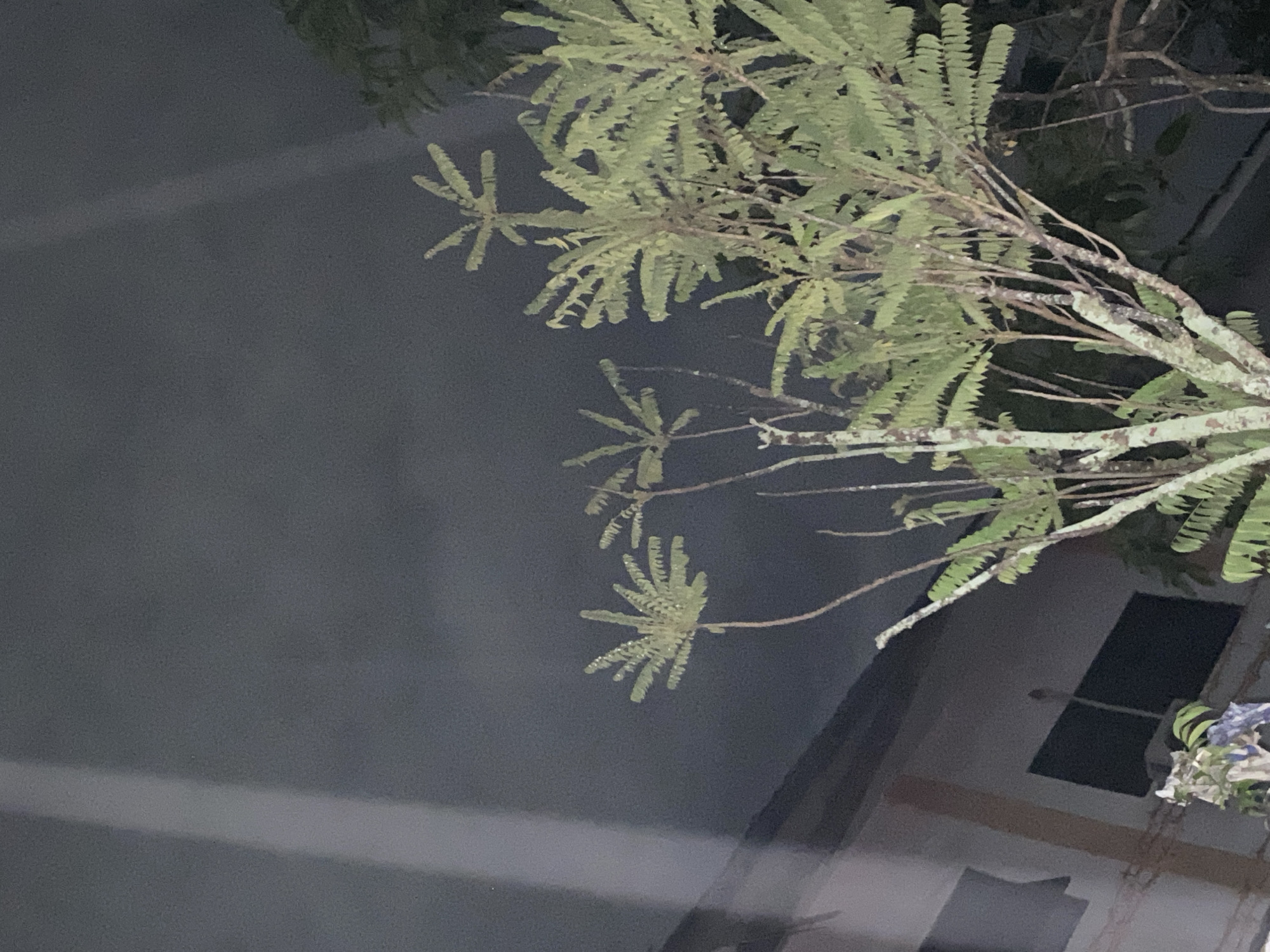 This image shows a tree with green, feathery leaves in front of a building at night. The sky is dark and cloudy, with a bright beam of light visible on the left side of the frame. The building appears to be a light-colored, multi-story structure with dark windows. The tree's branches are slender and twisted, and the leaves are arranged in clusters at the ends of the branches, creating a star-like pattern. This scene is likely located in the city of Banjarmasin, Indonesia, given the context provided.