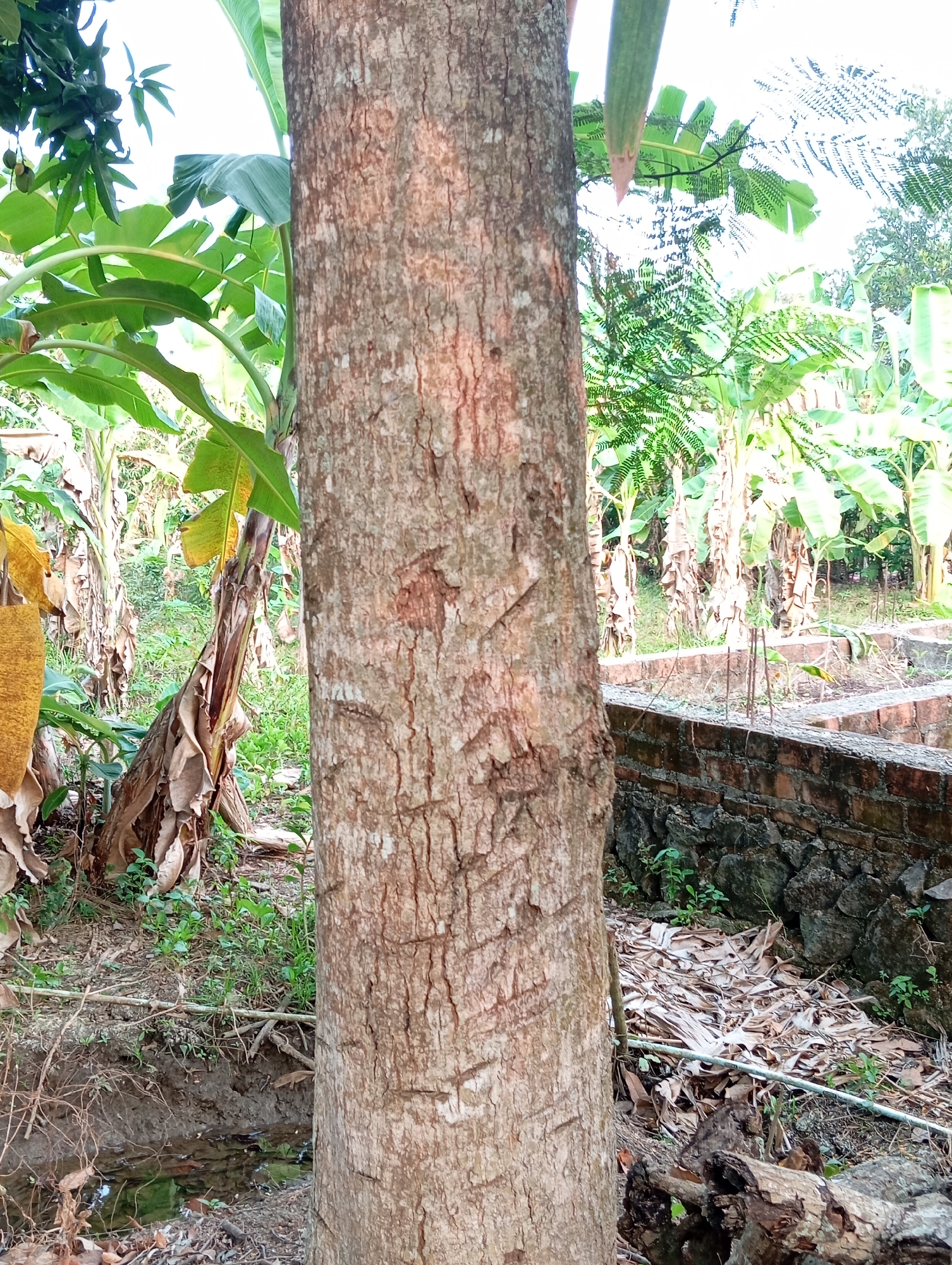 The image captures an outdoor scene in Sudikampiran, Indonesia, dominated by lush vegetation and a large tree trunk in the foreground. The tree, with its rough, textured bark, stands prominently in the center, obscuring a significant portion of the background. To the left of the tree, banana plants with their characteristic large, broad leaves are visible, along with some unfurling leaves and dried stalks. A large, yellow, oblong object, possibly a fruit like a jackfruit, hangs on the left side.
The background reveals more banana plants, some appearing mature and others younger. A low, dilapidated brick wall constructed with dark, rough stones and red bricks runs horizontally across the mid-ground, suggesting an unfinished or decaying structure. Beyond the wall, more greenery and trees are present. The ground is covered with dry leaves, twigs, and some sparse green vegetation. A small, muddy ditch or water channel with some visible water is present in the lower-left portion of the image, with roots and branches protruding from its edge. The overall impression is one of a natural, somewhat unkempt environment, likely in a rural or semi-rural setting. The lighting suggests it is daytime, with sunlight filtering through the leaves. There are no people or animals visible in the image, and no specific actions or interactions are depicted.