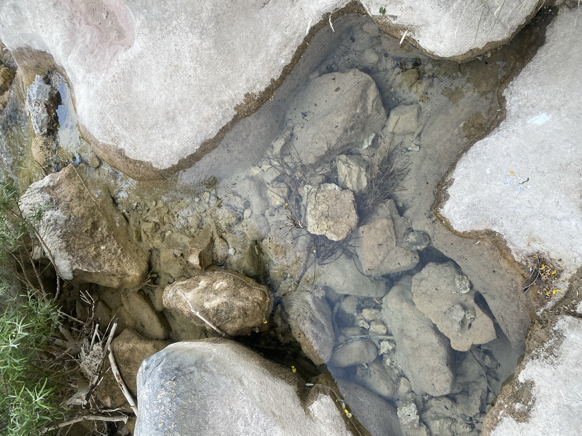 The image provides an overhead perspective of a shallow, clear stream or a series of rock pools set within a natural, rocky landscape. The scene is dominated by large, irregularly shaped rocks, primarily light grey or off-white, which form the banks of the water body and are also submerged in the transparent water.
The water is exceptionally clear, allowing for a detailed view of the streambed, which consists of sand, pebbles, and numerous submerged rocks. Patches of dark, stringy vegetation or dried plant debris are visible settled on the bottom. In several areas, particularly in the lower right, small, dark specks, likely tadpoles or tiny aquatic insects, can be observed in the water. Along the left edge of the frame, sparse green, bushy vegetation grows among the rocks, adding a touch of organic life to the rocky environment.
The scene is illuminated by bright, natural daylight, indicating clear weather conditions, likely during the midday or early afternoon. There are no human subjects or explicit activities taking place, conveying a sense of natural stillness and tranquility. No visible text is present. The location captured is Zupci, Montenegro.