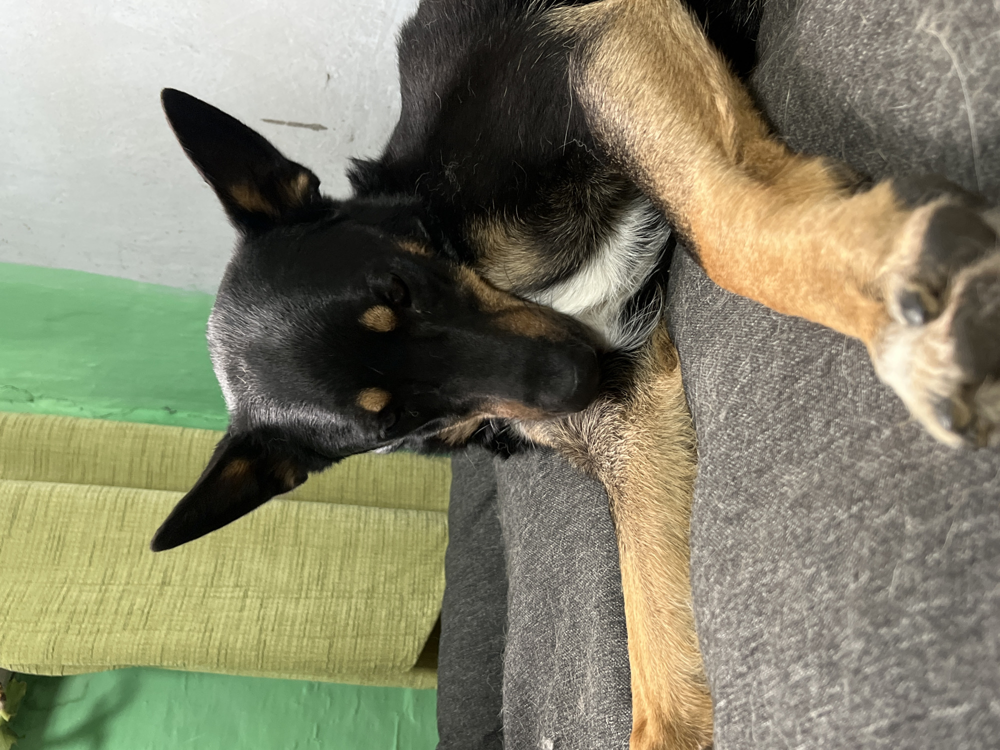 A black and tan dog is resting on a gray sofa. The dog's head is on a green cushion next to the sofa. The location is unknown and there is no evidence to suggest it is Nizhny Tagil, Russia.