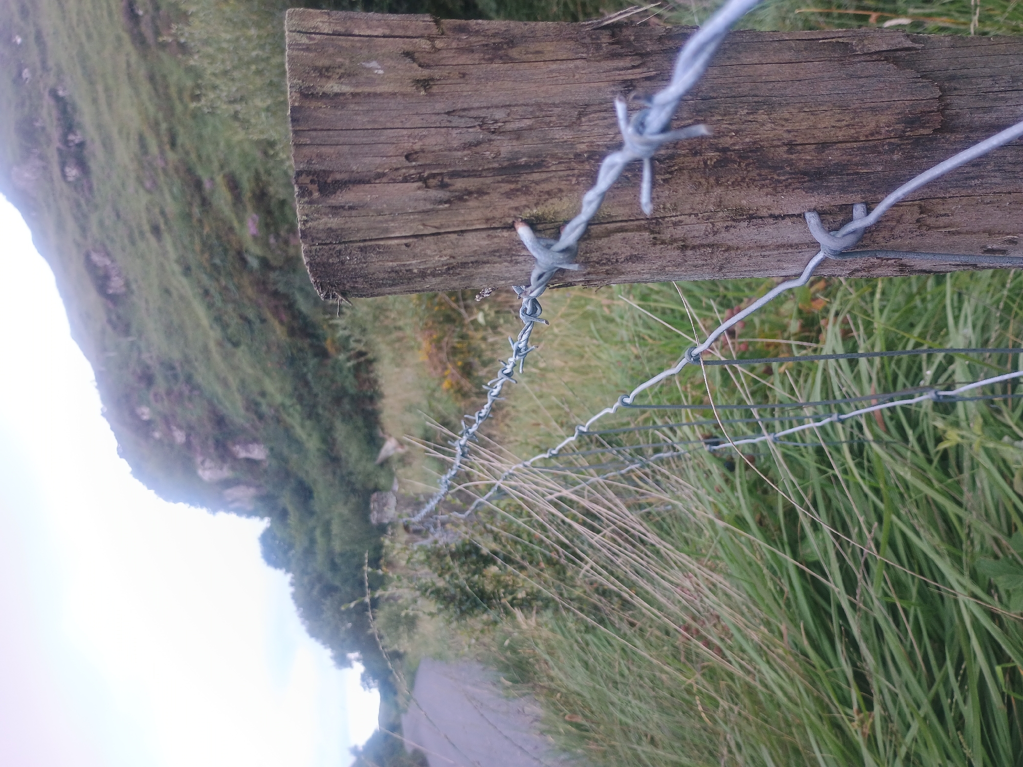 A close-up, ground-level, eye-level medium shot captures a weathered wooden fence post in the foreground, secured with barbed wire. The barbed wire runs diagonally across the frame, extending into the background. Behind the fence, a dense field of tall, green grass and other vegetation dominates the midground. In the background, a steep, rocky hillside covered in greenery rises towards a pale, overcast sky. A narrow, paved road is visible to the left, curving into the distance. The overall scene depicts a rural or natural landscape.