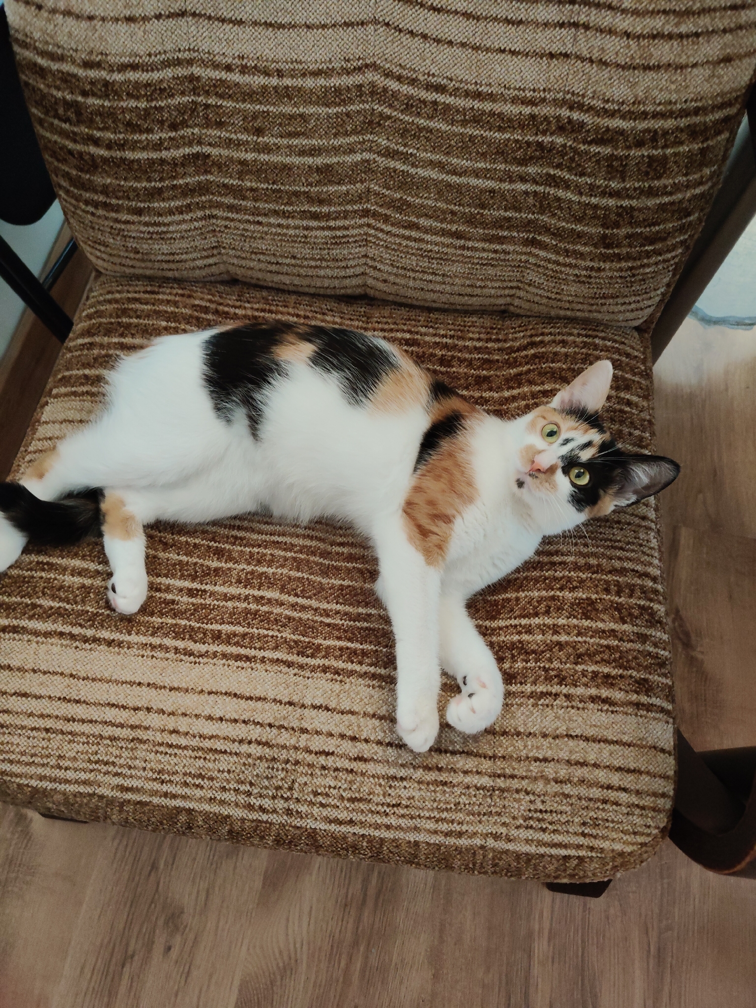 A calico cat is lying on a brown upholstered chair. The cat is mostly white with patches of black, orange, and brown. Its tail is black with some brown markings. The cat is looking up at the camera with green eyes. The chair has a striped pattern of varying shades of brown. The floor beneath the chair appears to be made of wood planks. The lighting suggests it is daytime. The scene is indoors, likely in a home environment in Nowy Dwór Mazowiecki, Poland.