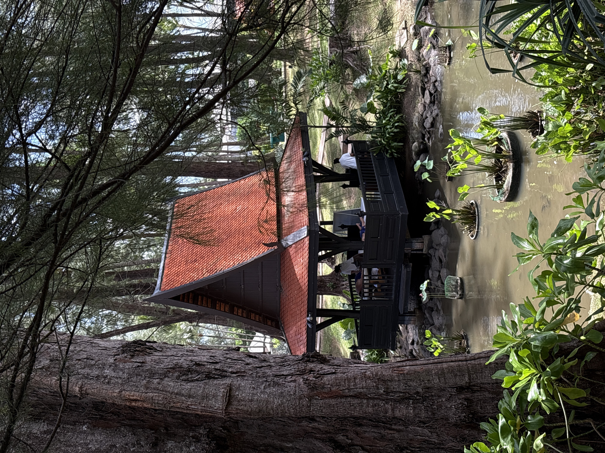 A dark wooden gazebo with a red tiled roof is situated over a tranquil pond in Choeng Thale, Thailand. The gazebo is raised on stilts and features open sides with railings, allowing views of the surroundings. Inside, at least three individuals are visible, with two seated and one standing. The pond is filled with murky water and aquatic plants, with some floating vegetation in circular planters. Surrounding the gazebo and pond is a lush environment with mature trees and dense foliage, casting shadows and creating a serene atmosphere. The overall scene suggests a peaceful outdoor setting, possibly a resort or spa area.