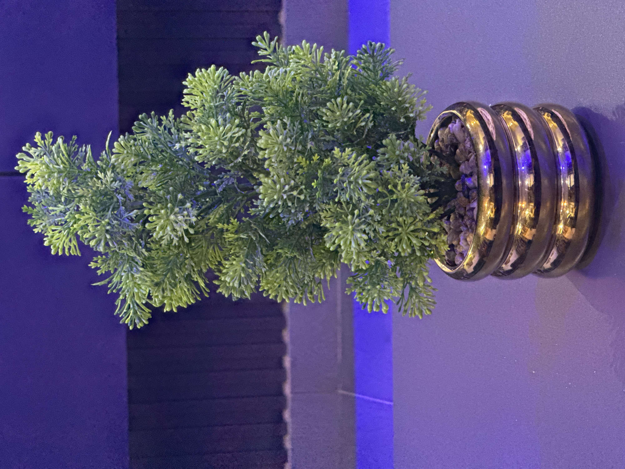 A close-up, eye-level, medium shot features a small, artificial evergreen plant in a decorative gold pot, resting on a flat, dark surface. The pot has three distinct bands, each appearing to have a slight indent. The plant is vibrant green with numerous small, dense branches. The background is dark and out of focus, with horizontal lines visible, suggesting a textured wall or paneling. A horizontal band of bright purple light runs across the lower portion of the background, casting a purple hue on the surface below. The overall lighting is dim and atmospheric, with the gold pot reflecting the surrounding lights. The location in Ajara, Nigeria is not discernible from the image.