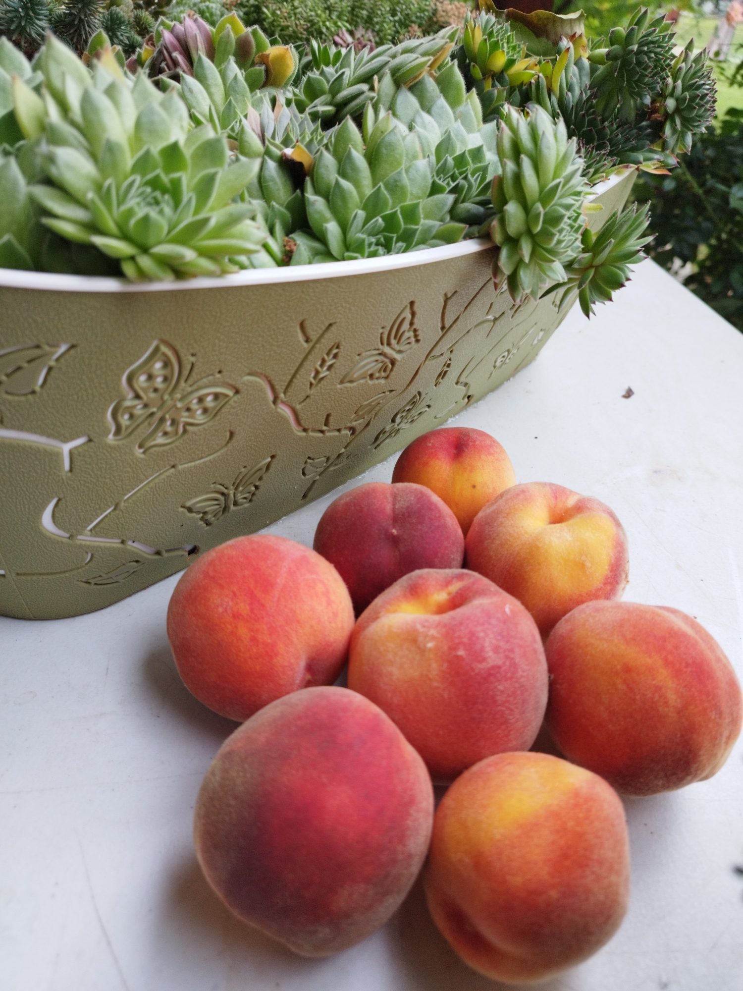 A collection of peaches is arranged on a white surface, with a decorative planter containing succulents in the background. The planter is a pale green, oval-shaped container with an embossed pattern of butterflies and leaves. The succulents are a variety of green hues, some tightly packed and others more spread out. The peaches are round and fuzzy, with a gradient of colors from deep red to yellow and orange. They are scattered in a natural, slightly overlapping arrangement. The overall scene appears to be outdoors, possibly on a patio or table. There is no indication that this scene is located in Bucharest, Romania.