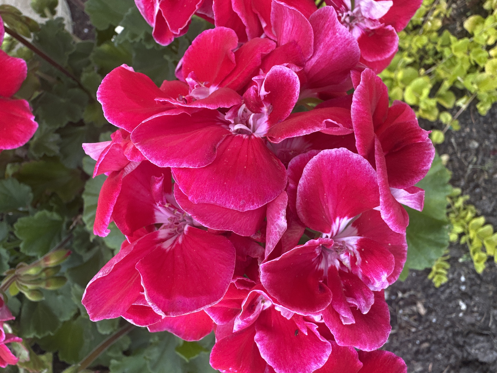 This is a close-up, overhead shot of a cluster of vibrant pink geranium flowers. The petals are ruffled and have a delicate white edge. The center of the flowers reveals delicate white and pink stamens. The background consists of lush green leaves and a patch of blurred yellow-green foliage. The ground beneath the foliage appears to be dark soil with specks of white. The image is well-lit, suggesting it was taken during the daytime, possibly in a garden or a potted plant setting. There is no visible text. The setting is implied to be Vilnius, Lithuania, but no specific landmarks are visible. The focus is entirely on the beauty and detail of the flowers.