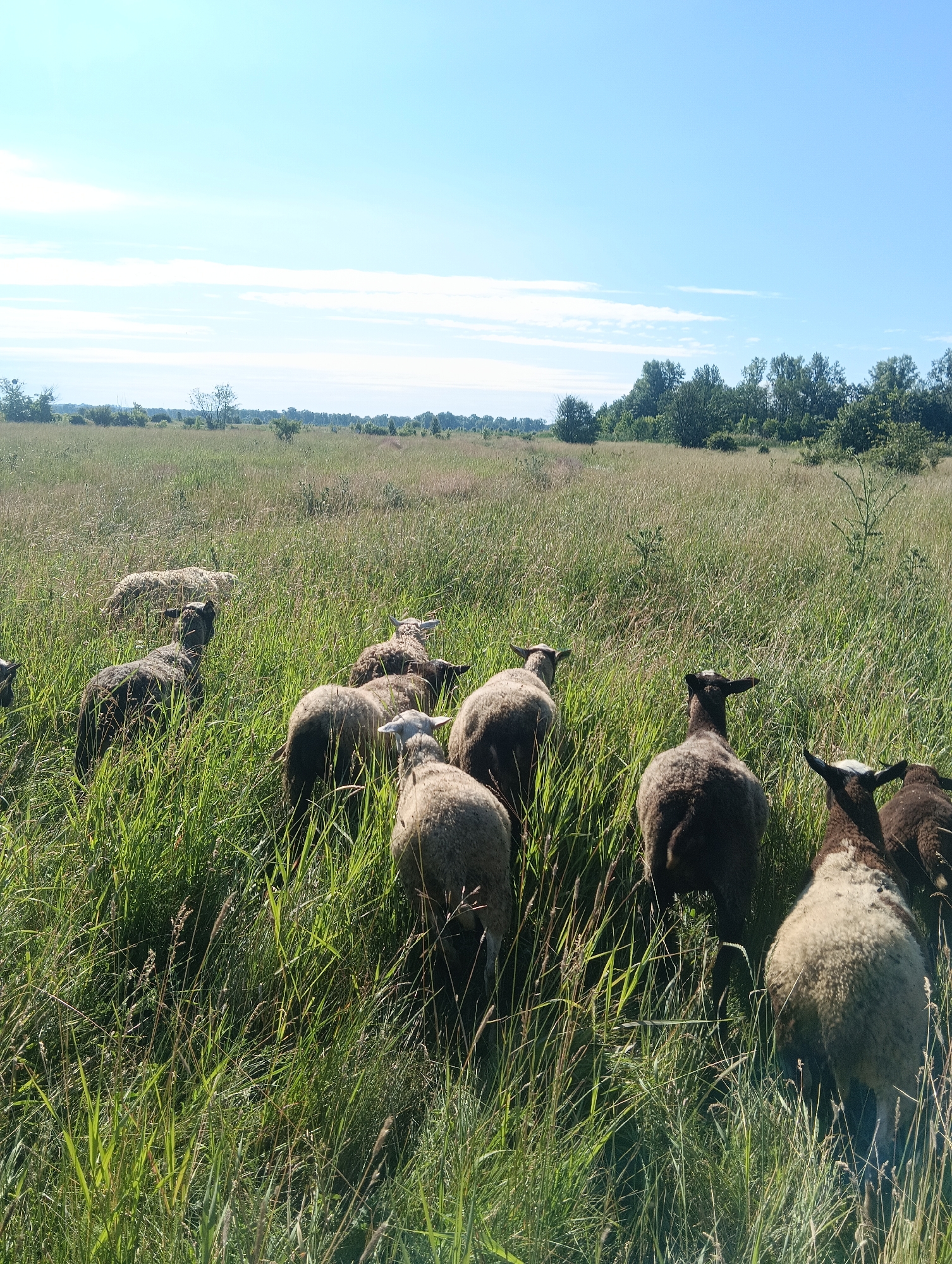A herd of sheep graze in a grassy field under a clear blue sky. The sheep are mostly a light brown or white color, with some darker patches. The grass is tall and green, with some dried stalks mixed in. In the background, there are trees and bushes, and the horizon is flat. The image appears to have been taken in daylight, with the sun shining from the right side. The scene is peaceful and natural, with no signs of human activity.