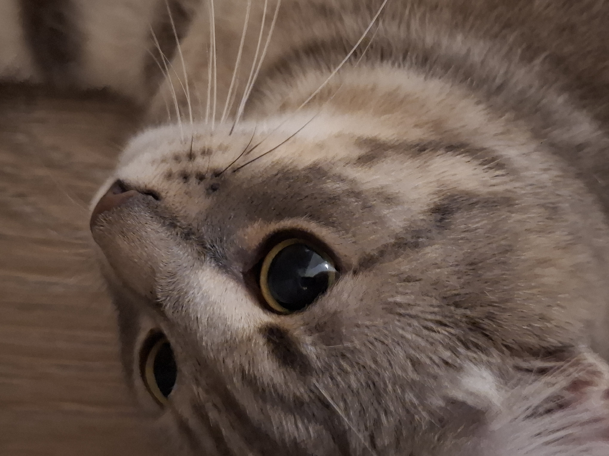 A close-up, tilted, upward-facing shot captures a tabby cat's face. The cat's fur is a mix of brown and tan stripes. Its large, round eyes are a dark, reflective green with visible pupils. The cat's nose is pinkish-gray, and delicate whiskers fan out from its muzzle. The background appears to be a textured, wooden surface. The image composition places the cat's face in the lower and central part of the frame. There is no visible indication of Zemun Urban Municipality, Serbia in the image.