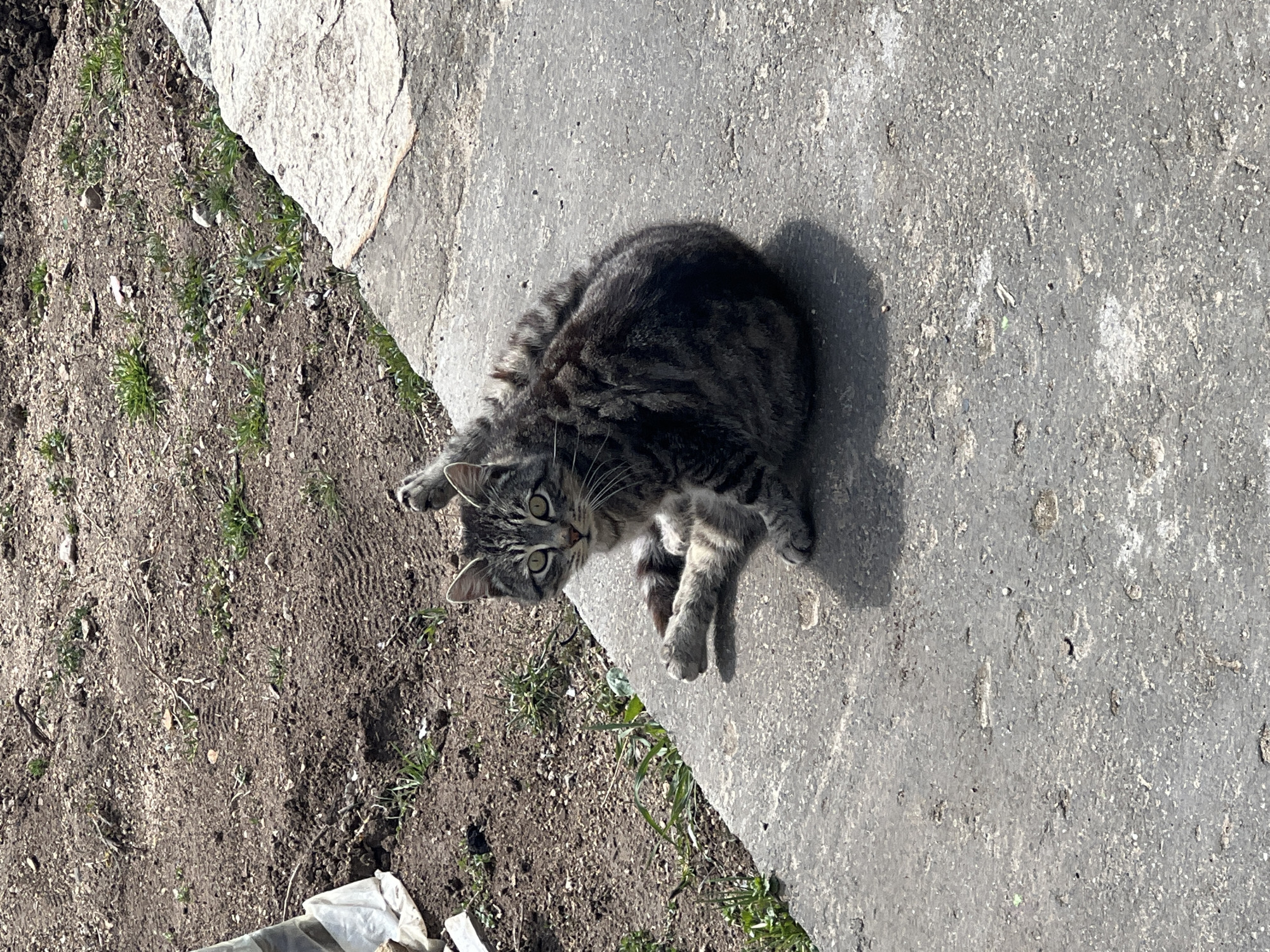The image displays a grey and brown striped tabby cat with prominent yellowish-green eyes, situated on a coarse, grey concrete surface in Sedlartsi, Bulgaria. The cat is seated, with its body angled slightly to the left, while its head is turned directly towards the viewer. Its right hind leg is bent upwards, positioned near its head, and its front paws rest on the concrete, with one extended slightly forward. Shadows beneath the cat suggest overhead illumination. Adjacent to the concrete, on the left side of the frame, lies an area of disturbed dark earth containing sparse green weeds, scattered small stones, and a crumpled piece of white material near the left edge.