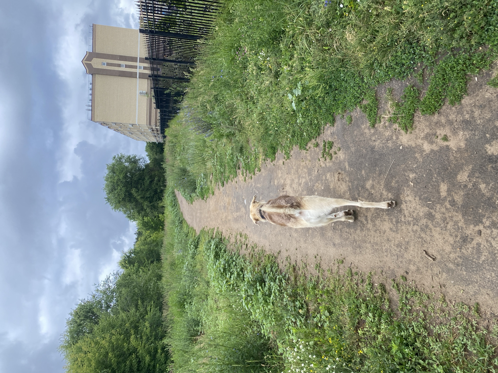 A medium-sized, light-colored dog with a brown collar is walking away from the camera on a dirt path. The path curves to the left and is surrounded by tall, green grass and various wild flowers. In the background, a tall, multi-story building with light yellow brick and brown trim stands behind a black metal fence. Trees line the left side of the path, and the sky is overcast with gray clouds. The scene is likely located in Ulyanovsk, Russia, given the architectural style of the building and the natural vegetation.