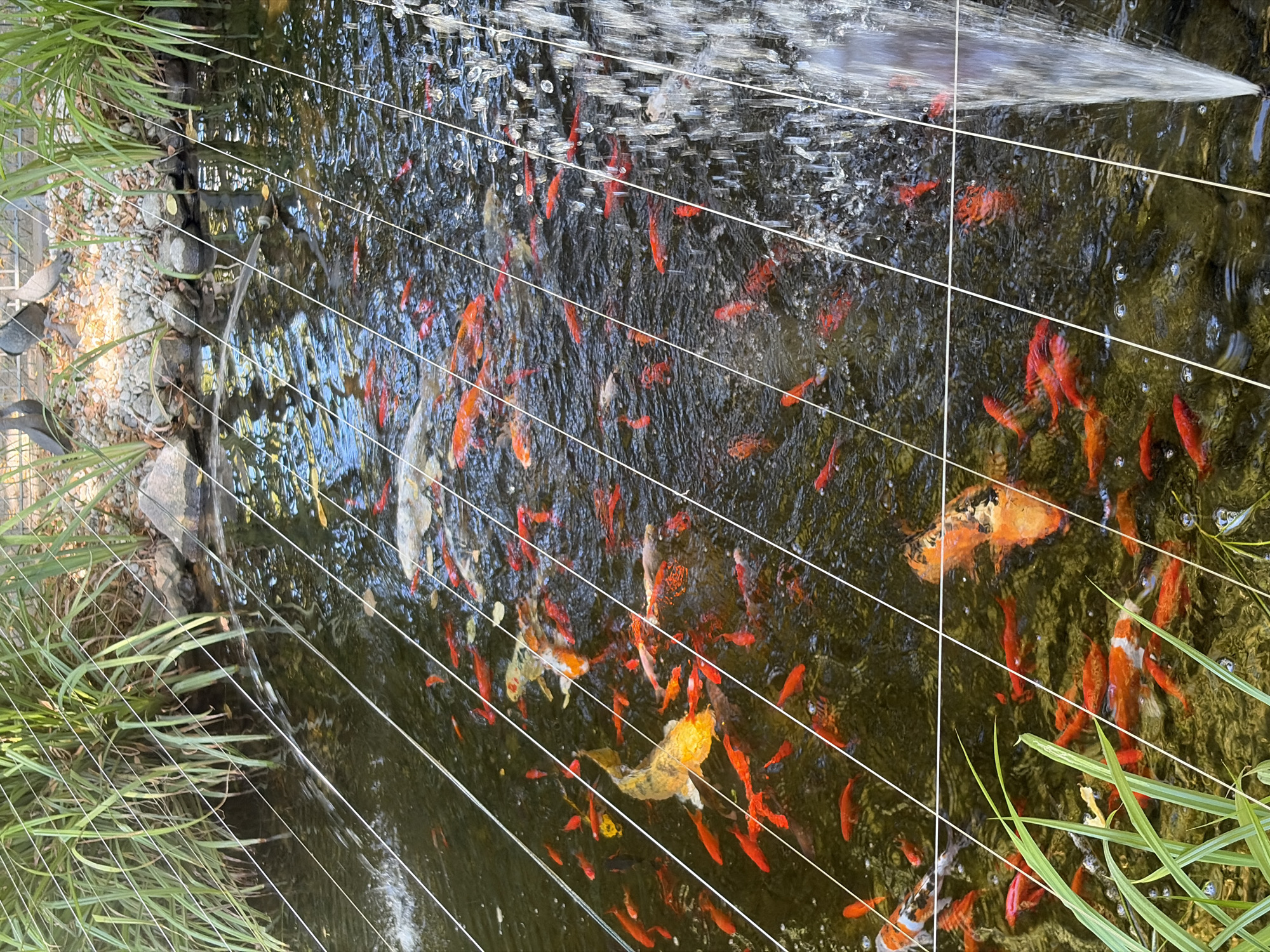 The image depicts a densely populated pond with numerous koi fish. The fish are predominantly orange and white, with some exhibiting black markings. They are swimming in dark, murky water, with ripples and reflections on the surface. Several thin white wires are stretched across the water at various angles, suggesting a protective netting or a decorative element. Lush green reeds or tall grass grow along the edge of the pond, and rocks are visible in the background, indicating a naturalistic or garden setting. A water fountain is present on the right side of the image, creating a cascading spray of water. The overall scene suggests an outdoor ornamental pond, likely in a park or garden. The image is not specific enough to determine a precise location within Dusseldorf, Germany.
