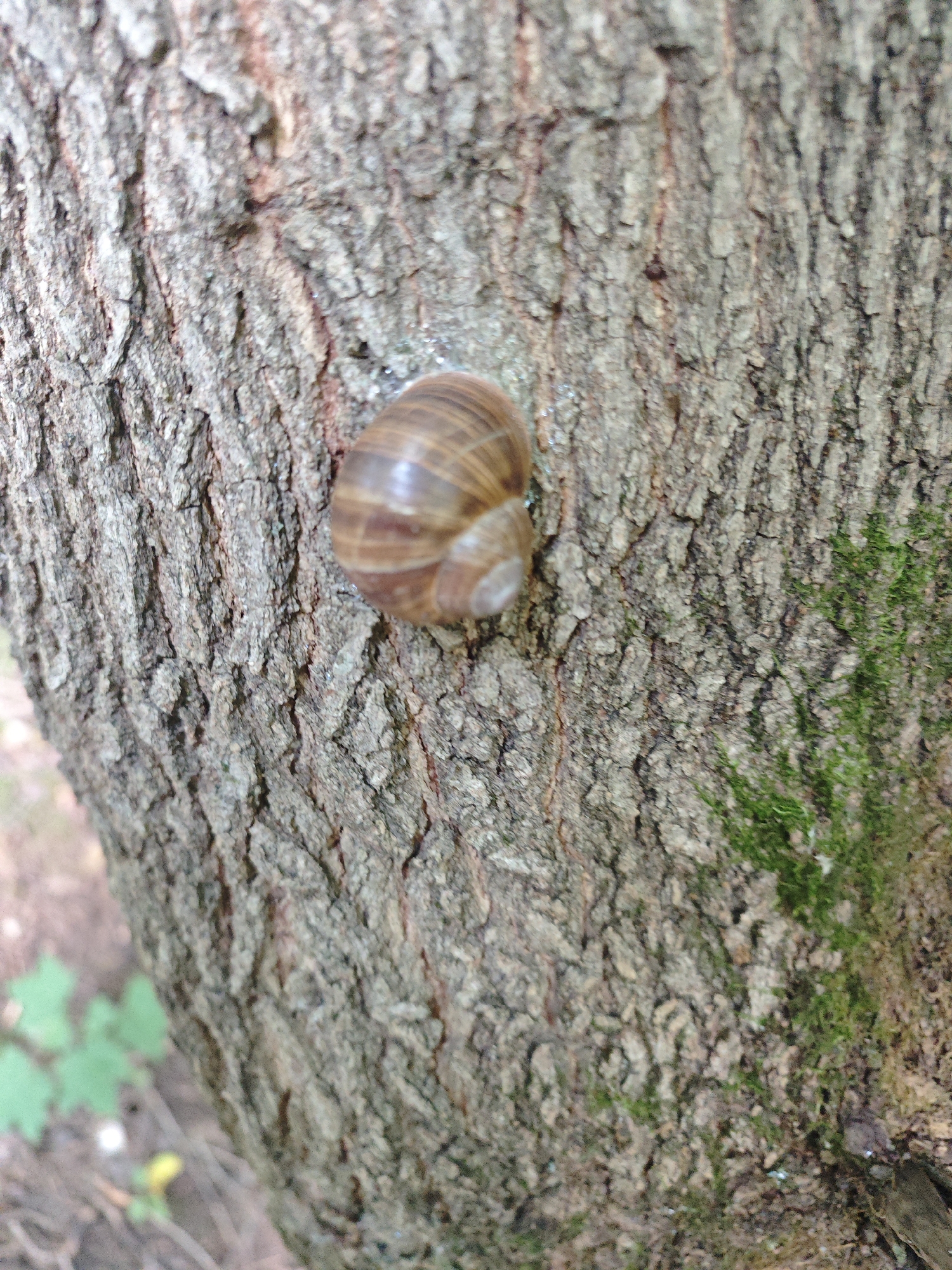 A snail is on the bark of a tree. The snail's shell is brown and spiraled. The bark of the tree is rough and textured, with some patches of green moss. The background is blurred and out of focus, showing some greenery and a hint of a path. The scene is outdoors. The image was taken in Moscow, Russia.