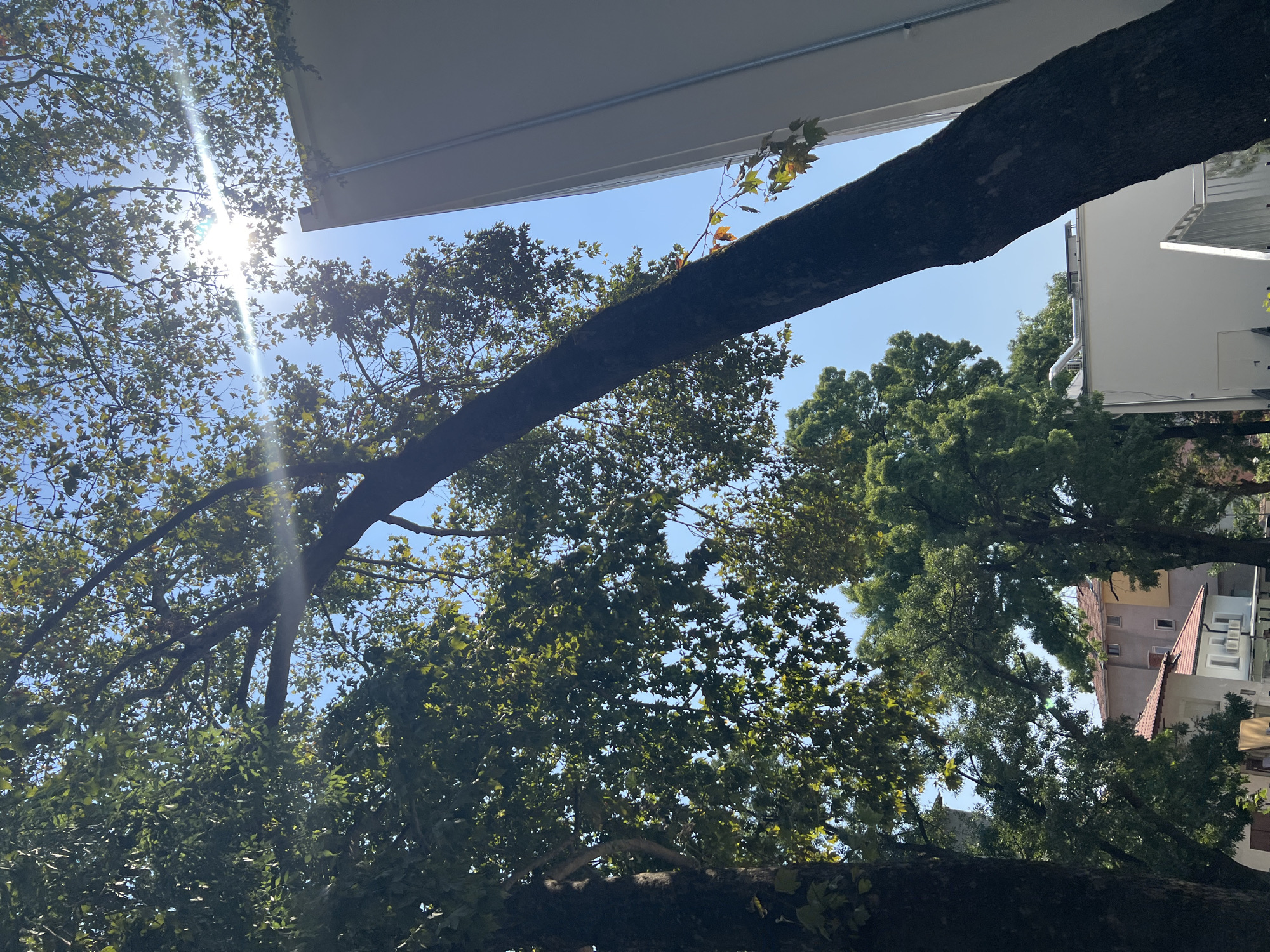 The image depicts a view looking upwards through the branches of trees towards a bright blue sky. Sunlight streams through the leaves, creating lens flare effects. On the right side of the frame, a modern building with a white facade is visible. In the background, through gaps in the foliage, residential buildings with terracotta roofs and a lighter colored upper story can be seen. The scene appears to be in an urban setting.