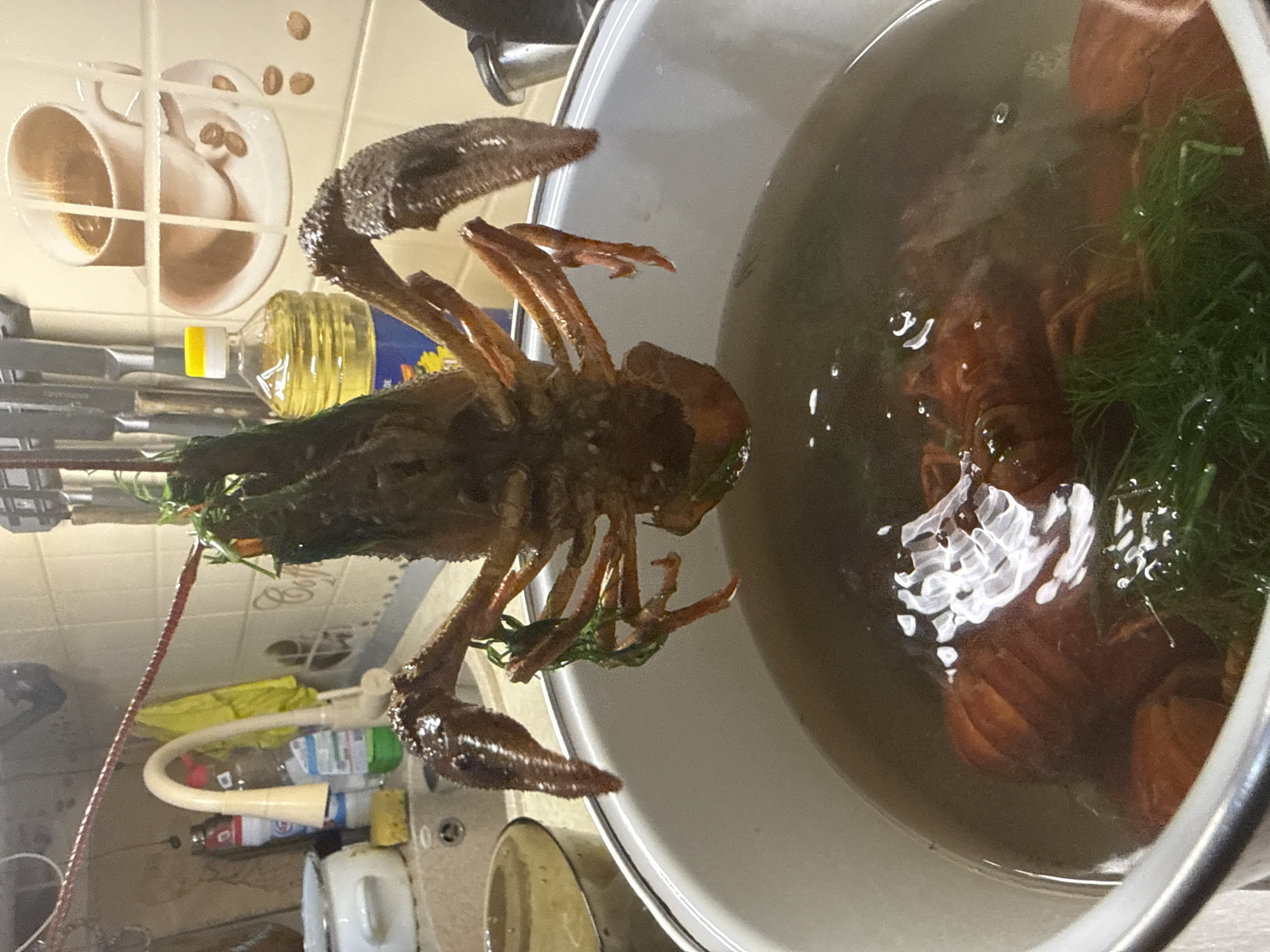This is a close-up, indoor, eye-level shot of a pot of boiled crawfish in what appears to be a kitchen. A single crawfish is held above the pot by a green string, dripping water and some greenery into the pot. The pot contains several more crawfish and dill. The background is out of focus, but shows a kitchen sink area with a faucet, bottles of cleaning supplies, and what looks like a tiled backsplash with coffee cup motifs. There are no people visible in the image. The overall scene suggests food preparation. The location is identified as Otradny, Russia.