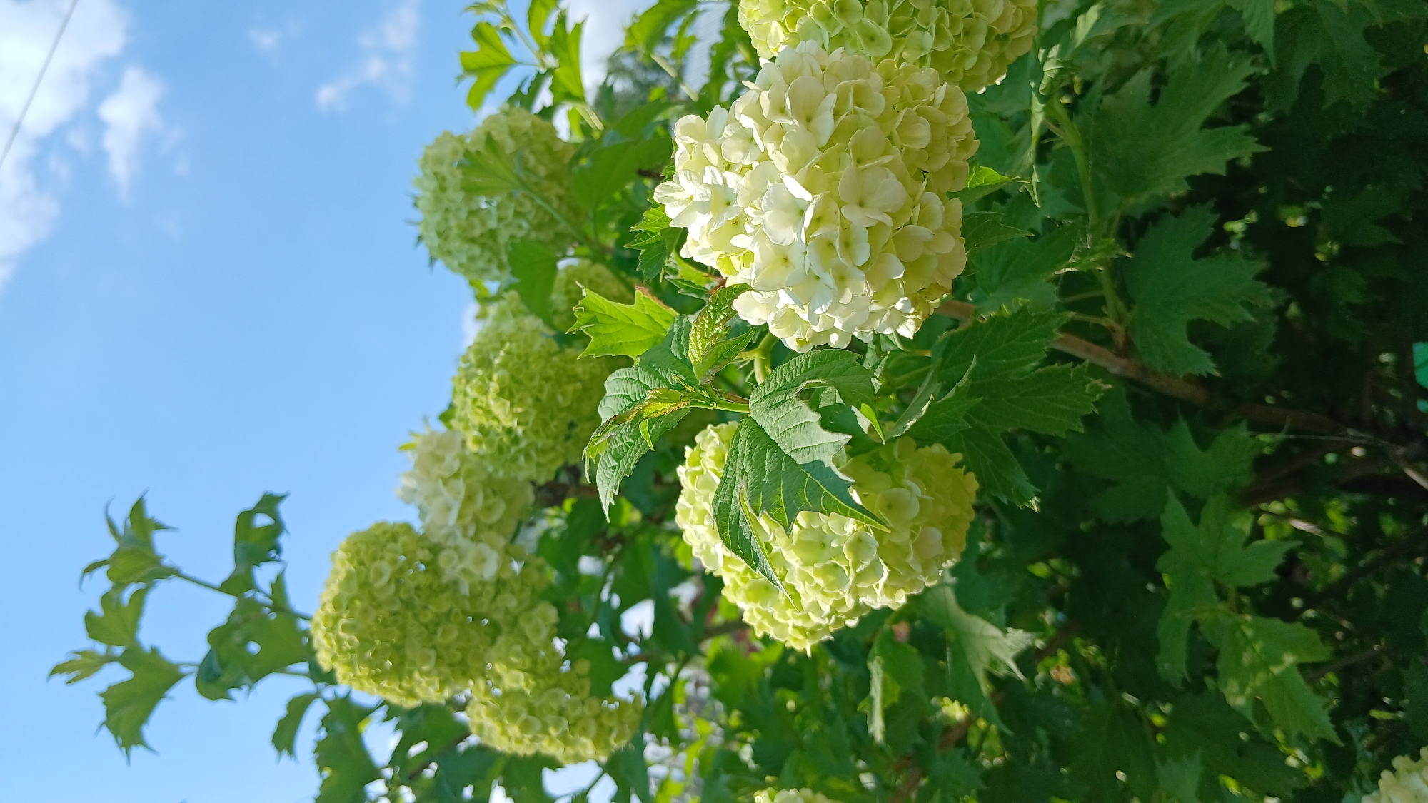 The image shows a cluster of hydrangea flowers in full bloom, with green leaves and a blue sky background. The location is likely in Abzakovo, Russia, though there is no specific context in the image to confirm this. The flowers appear to be a shade of green transitioning to white.