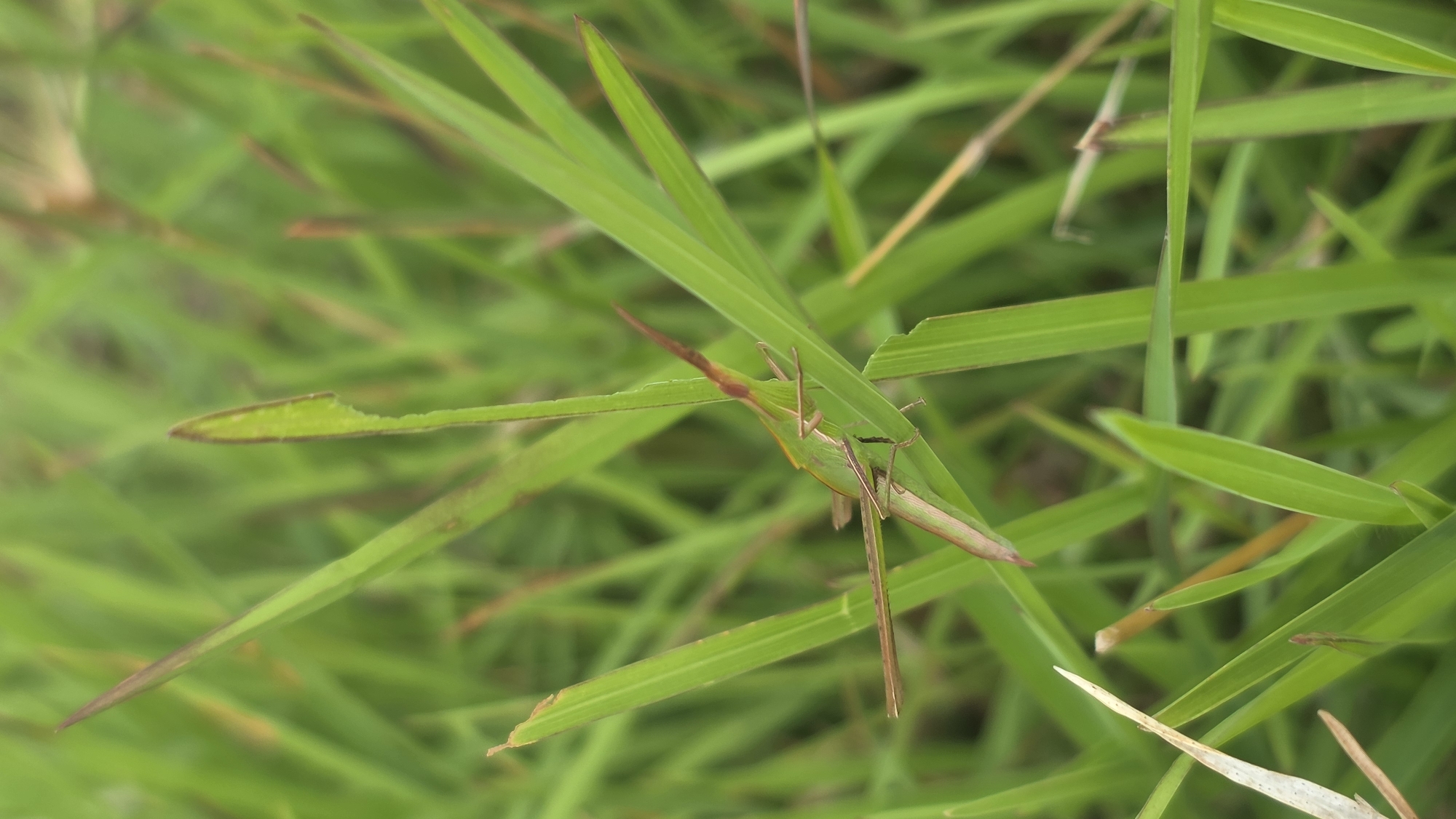 The image shows a close-up view of green grass, with blades of varying lengths and shades of green. Some blades have brown tips or edges. In the center of the frame, a slender green and brown grasshopper blends almost seamlessly with the foliage. The background is a blur of more green grass, with the focus being on the grasshopper and immediate surrounding blades.
The location and any other details are not discernible from the image alone.