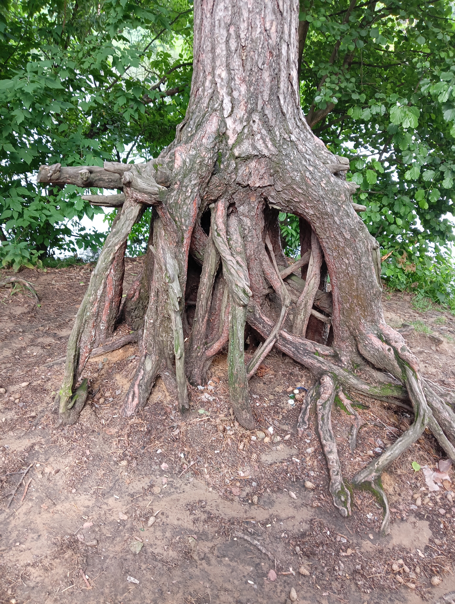This is a medium shot, eye-level, outdoor photograph of the exposed roots of a large tree. The tree's trunk is rough and textured, with a gray and brown bark. Several large, gnarled roots emerge from the base of the trunk, twisting and arching outwards and downwards into the sandy soil. Some of the roots are thick and sturdy, while others are thinner and more delicate. The ground around the tree is covered in dirt, pine needles, and small pebbles. In the background, lush green foliage from other trees creates a dense canopy. The scene appears to be in a natural setting, possibly a park or forest area. The image does not contain any people or any discernible man-made structures. This specific tree is located in the city of Kratovo, Russia, within the "Detsky Park" (Children's Park).