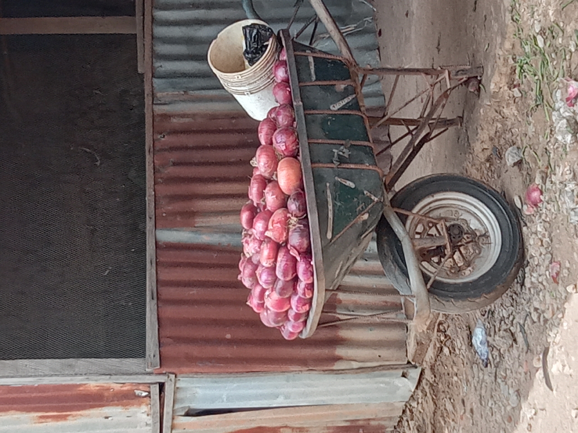 A slightly canted, medium shot depicts a wheelbarrow heavily laden with red onions next to a corrugated metal structure. The wheelbarrow, primarily green in color and showing signs of rust, is filled to overflowing with tightly packed red onions, with a single orange onion visible amongst the reds. A white bucket containing a black plastic bag rests at the top of the onions. The wheelbarrow's wheel is gray and black.
The background consists of a structure constructed from corrugated metal sheets, some exhibiting reddish-brown rust patterns. A screened window is visible within the structure. The ground around the wheelbarrow is earthen, with scattered debris and vegetation.
The location is specified as Sabon Tasha, Nigeria.