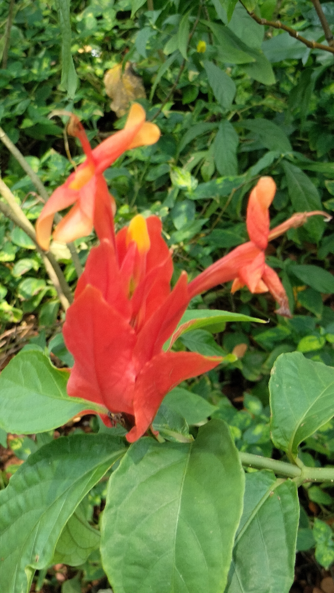 In this close-up shot, a cluster of vibrant orange-red flowers with yellow accents takes center stage against a blurred backdrop of lush green foliage. The flowers, with their tubular shape and delicate petals, are the primary focus, showcasing intricate details of their structure. The surrounding greenery, rendered out of focus, creates a soft, natural setting, suggesting an outdoor environment. The lighting appears to be natural, casting soft shadows that highlight the textures of the petals and leaves. The image composition draws the viewer's eye to the colorful blooms, emphasizing their beauty and form within the verdant surroundings.