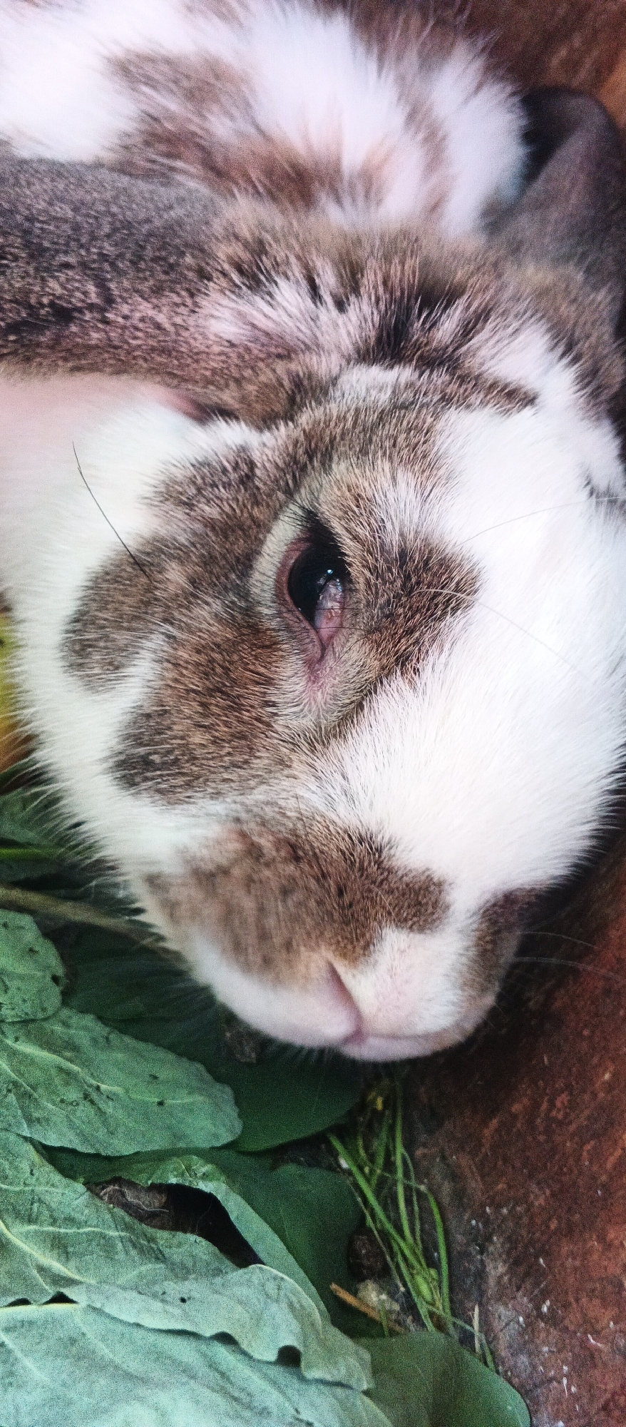 A close-up, vertical, eye-level shot shows the face of a rabbit. The rabbit has mottled brown and white fur. Its left eye is visible and appears slightly inflamed with a reddish discoloration around the eyelid. The rabbit's nose and mouth are visible, and it is lying on a bed of green leaves. The background is out of focus, with a brown, textured surface on the right. The image is undated and its location in Smila, Ukraine is not evident from the visual information provided.