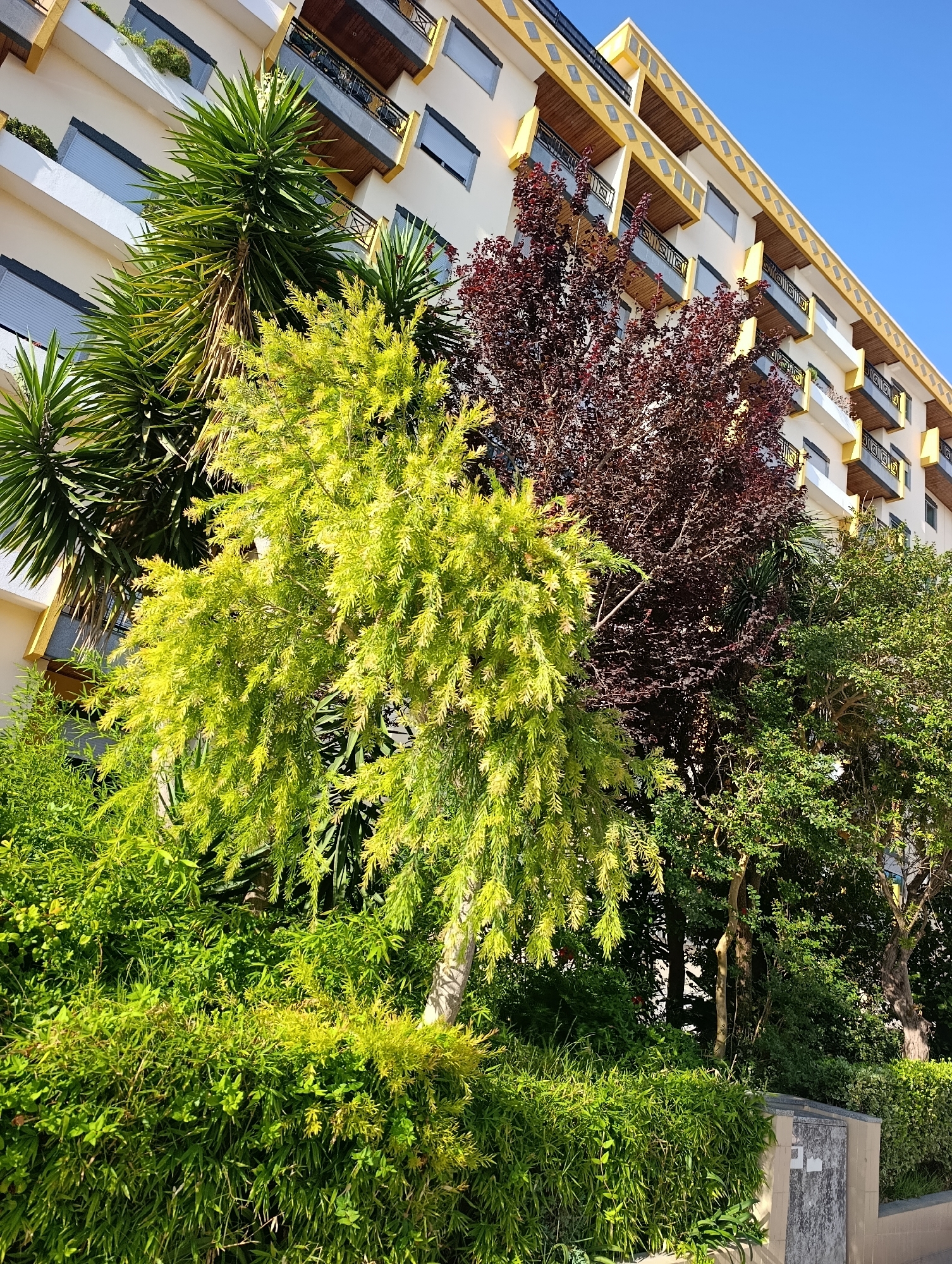 The image shows a building with balconies and a bright yellow trim, likely an apartment complex or hotel, situated in Setúbal, Portugal. The building is surrounded by lush greenery, including palm-like plants, a tree with bright yellow-green foliage, and a dark red-leafed tree. The scene is bathed in bright sunlight, casting distinct shadows. The lower right corner of the image shows a stone structure, possibly part of a wall or utility box, with some faint markings on it. The sky is a clear, vibrant blue.