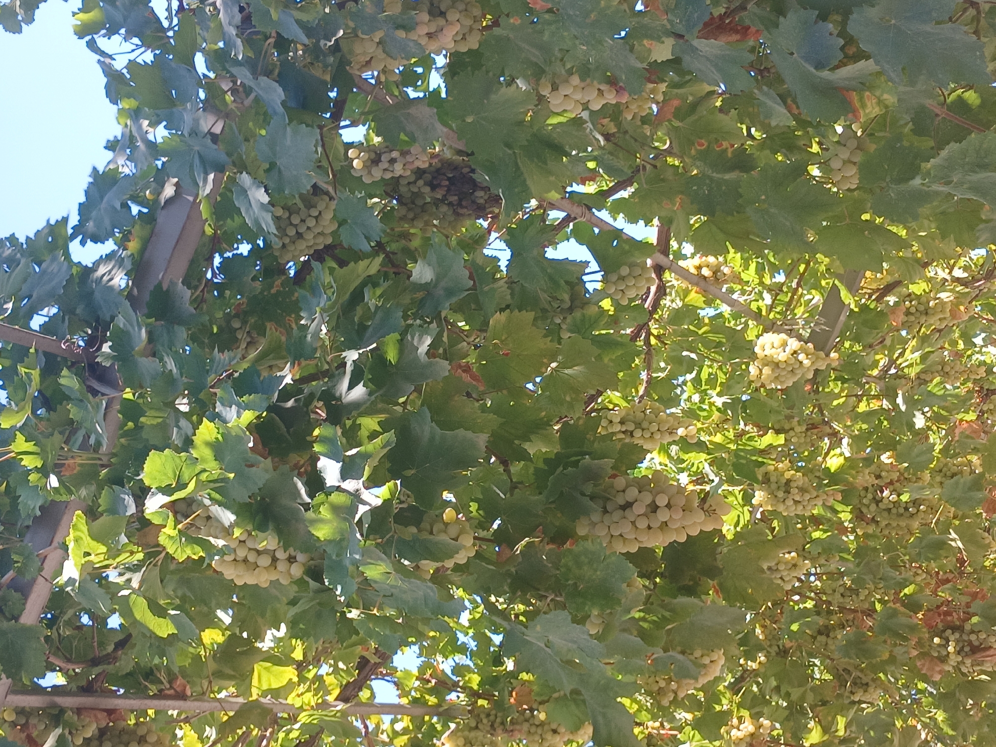 A cluster of ripe green grapes hangs from a vine overhead, its broad leaves filtering the sunlight. The grapes are plump and abundant, suggesting a successful harvest. The scene appears to be in an outdoor setting, possibly a vineyard or a garden, with the clear blue sky visible through the foliage. The image captures a moment of natural abundance, highlighting the beauty of freshly grown produce.