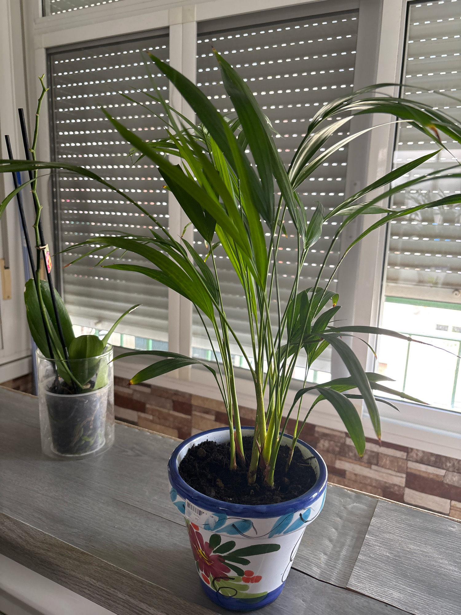 A close-up, eye-level shot captures two houseplants on a grey, wood-grained windowsill. The plant on the right, a Parlor palm, is in a white ceramic pot with a decorative blue rim and hand-painted flowers in red, pink, and green. The pot sits directly on the windowsill. To the left, an orchid is housed in a clear glass cylinder, which is placed on top of a black plastic pot, obscuring its lower portion. The orchid has several green leaves and is supported by black stakes. Behind the plants, a window with white blinds is visible. The blinds are partially closed, allowing sunlight to filter through the slats, creating a patterned effect. The wall behind the windowsill is tiled with irregular brown and beige bricks. The scene appears to be an indoor setting, possibly a home or office, in Málaga, Spain. There are no people or animals present in the image, and no actions or interactions are depicted. The lighting is natural, coming from the window.