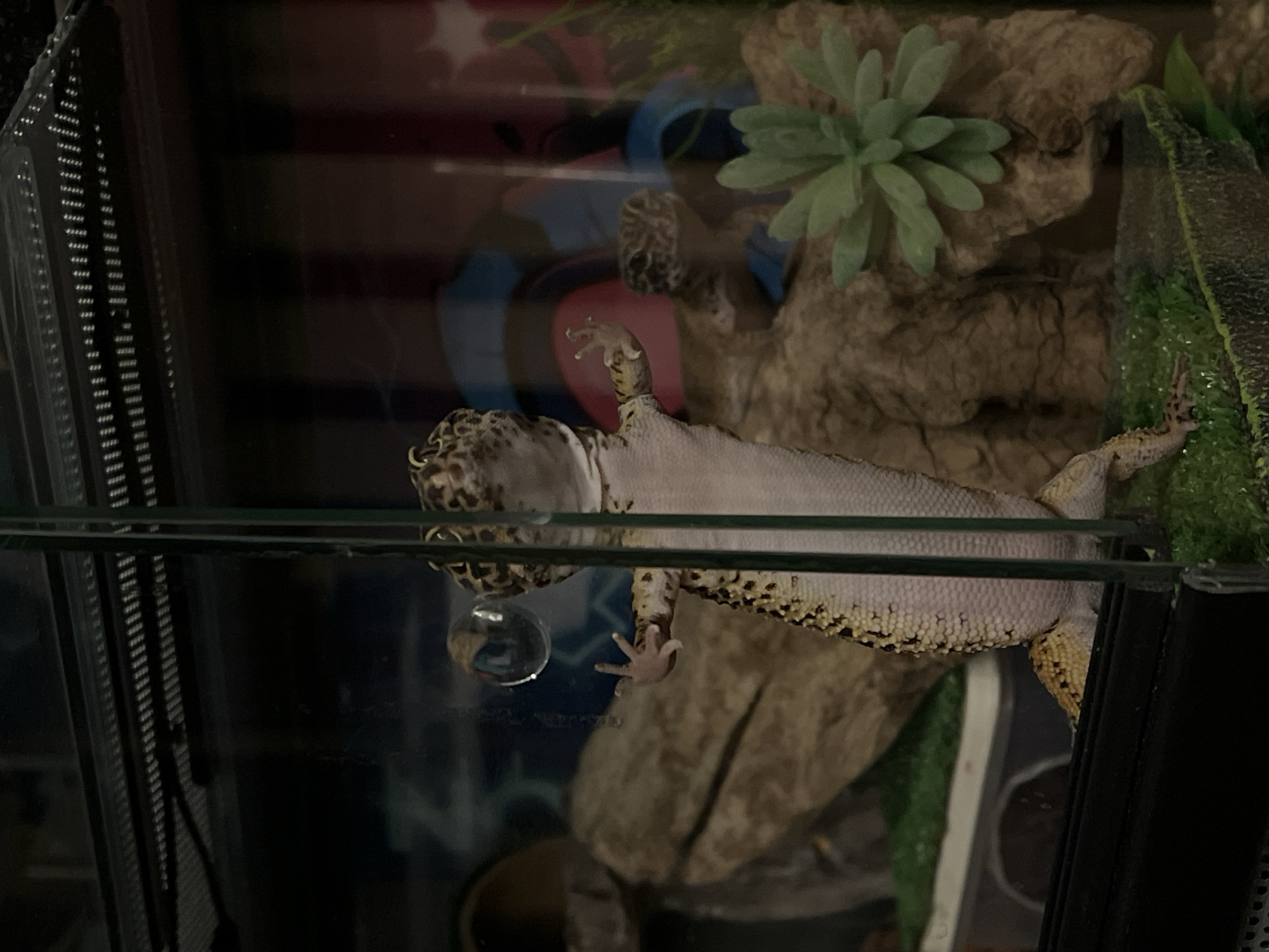 A gecko is upside down on the glass wall of a terrarium. Inside the terrarium, there is a rock structure, some fake succulents, and artificial plants. A droplet of water clings to the glass near the gecko's head. The terrarium has a metal mesh side. The scene is indoors, possibly a home or pet store. There is no indication of the city of Khimki, Russia.