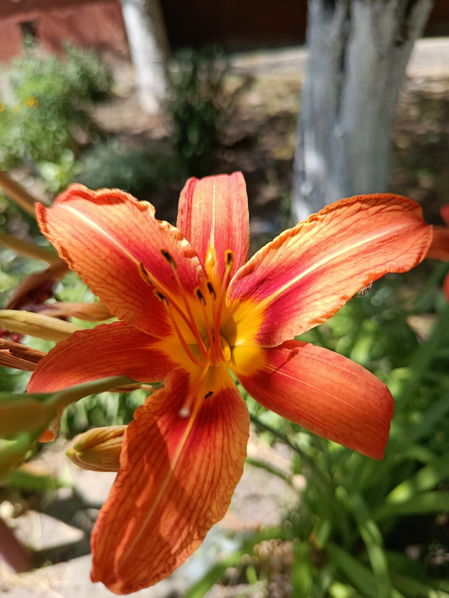 A close-up, eye-level, outdoor shot focuses on a vibrant orange lily with yellow and red accents in its center. The flower's six petals are slightly curled, revealing thin, dark lines running along their length. At the center of the lily, six stamens tipped with black anthers are visible. The background is softly blurred, showing green foliage and parts of a tree trunk with grey bark. The lighting suggests a sunny day. A small black ant is perched on one of the lily's petals. The image is a photograph taken in an outdoor setting, possibly a garden or park, given the presence of plants and a tree. The location is not specified beyond "Unknown, Unknown."
